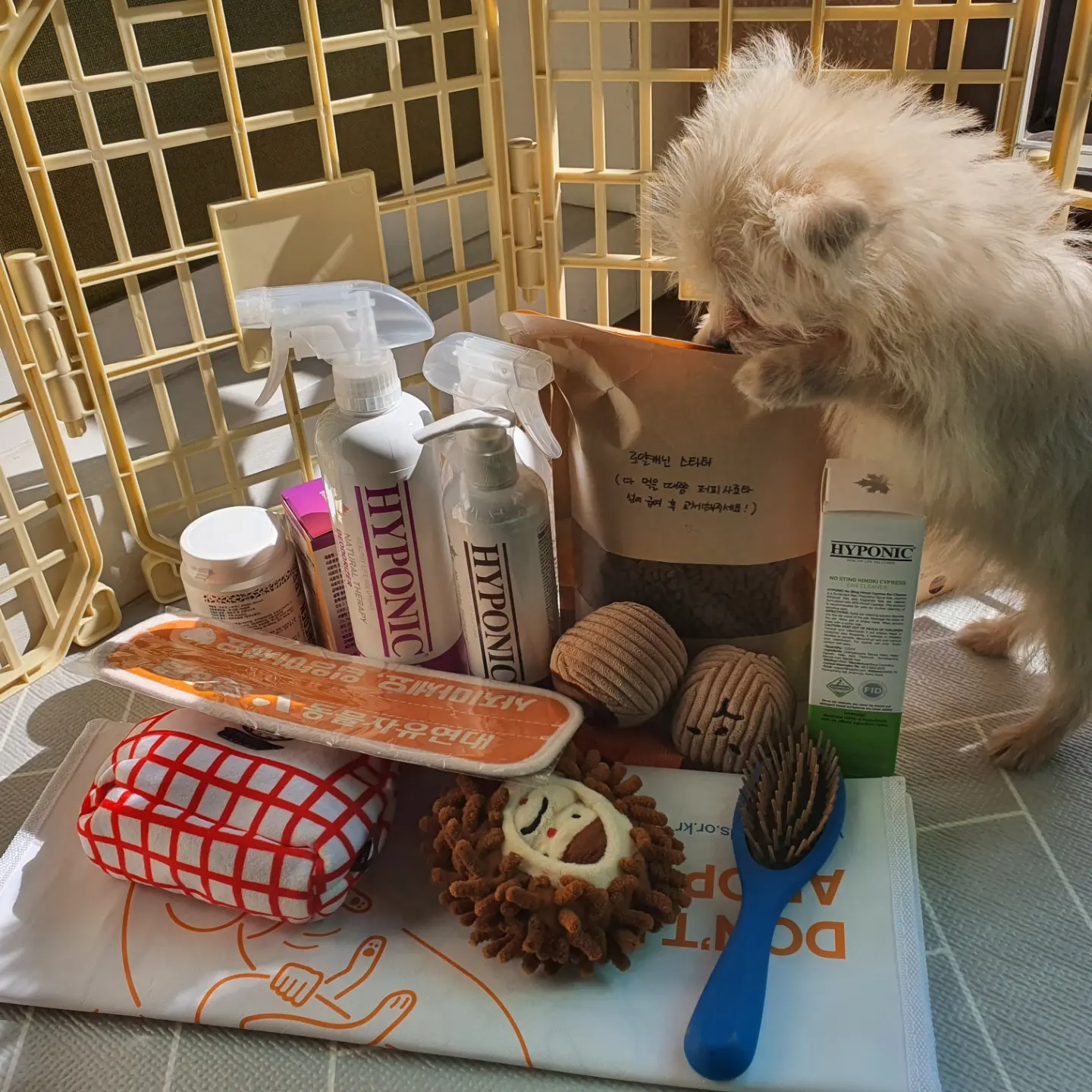 토리(소이)와 가족이 된 지 7일차