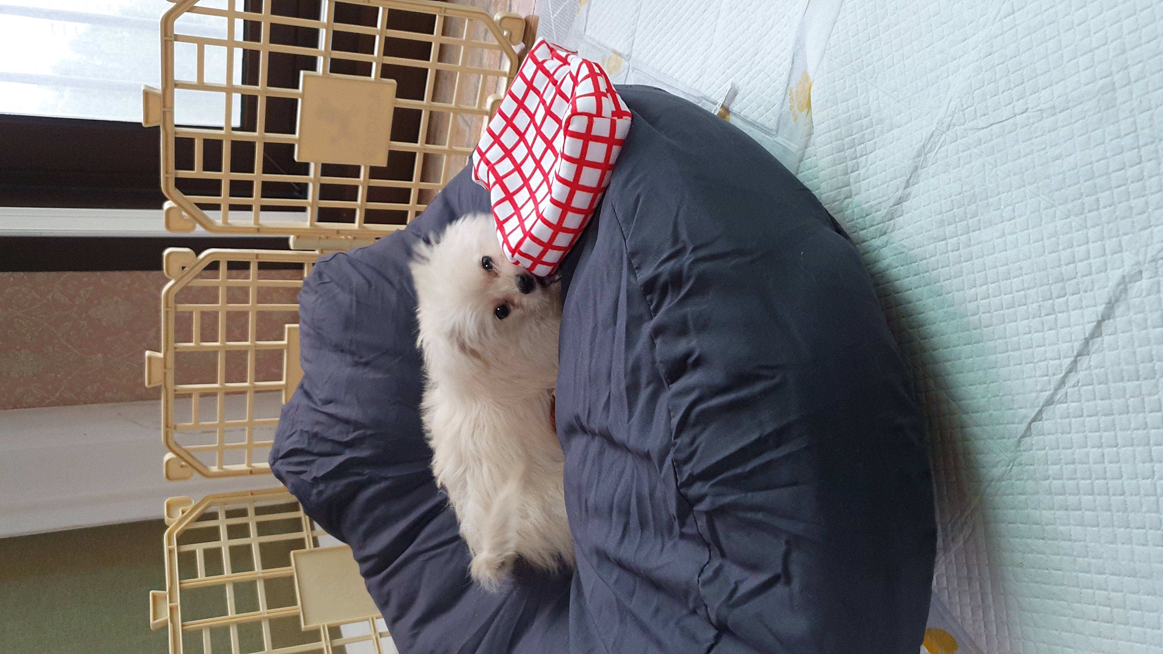 토리(소이)와 가족이 된 지 7일차