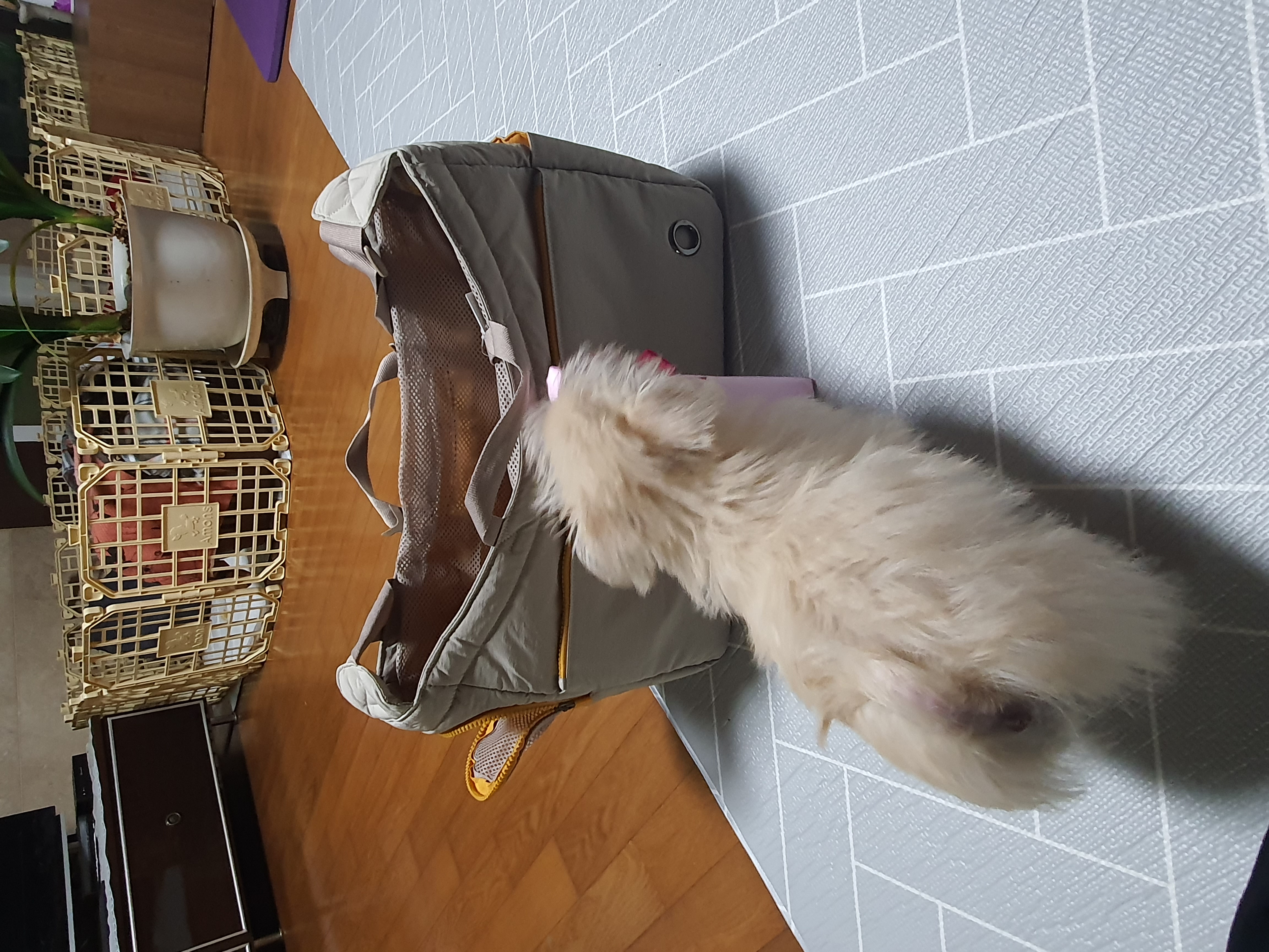 토리(소이)와 가족이 된 지 7일차