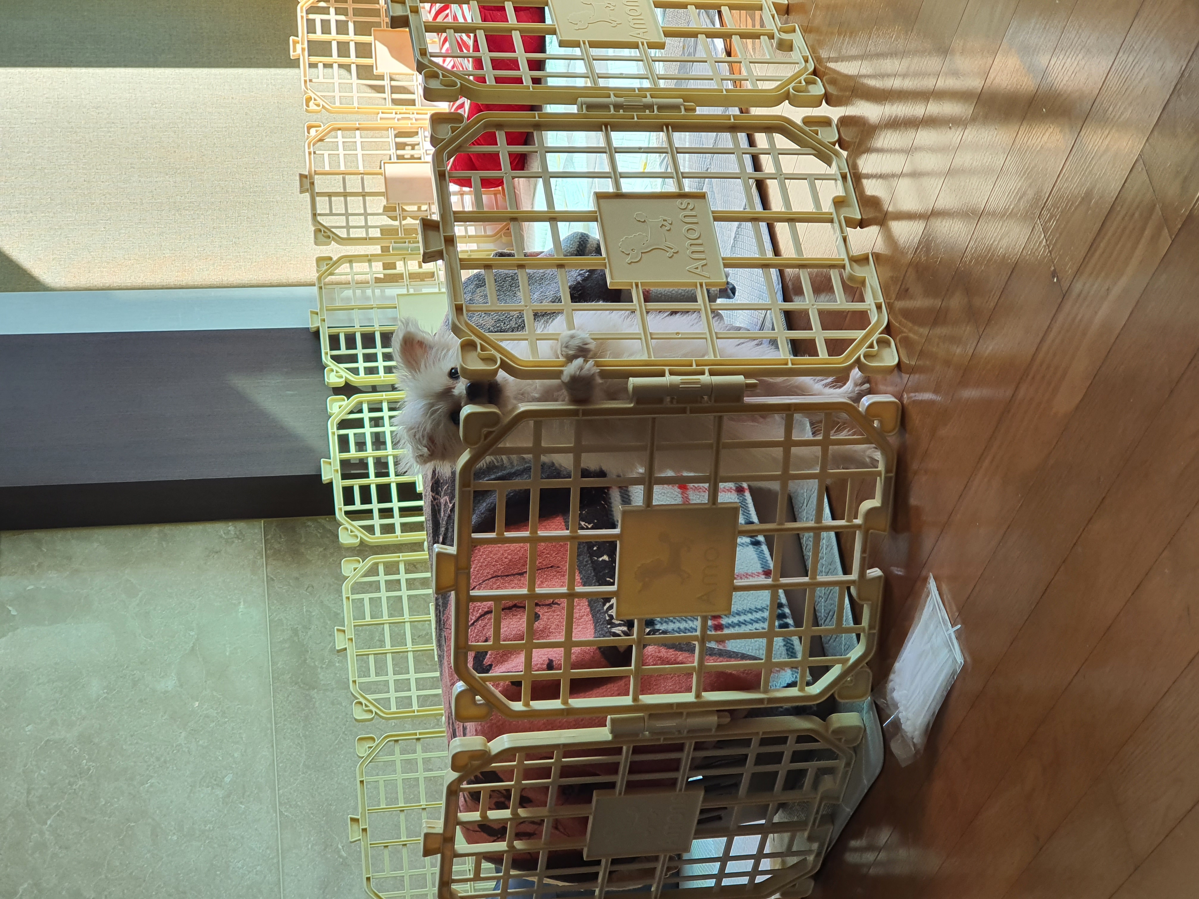 토리(소이)와 가족이 된 지 7일차