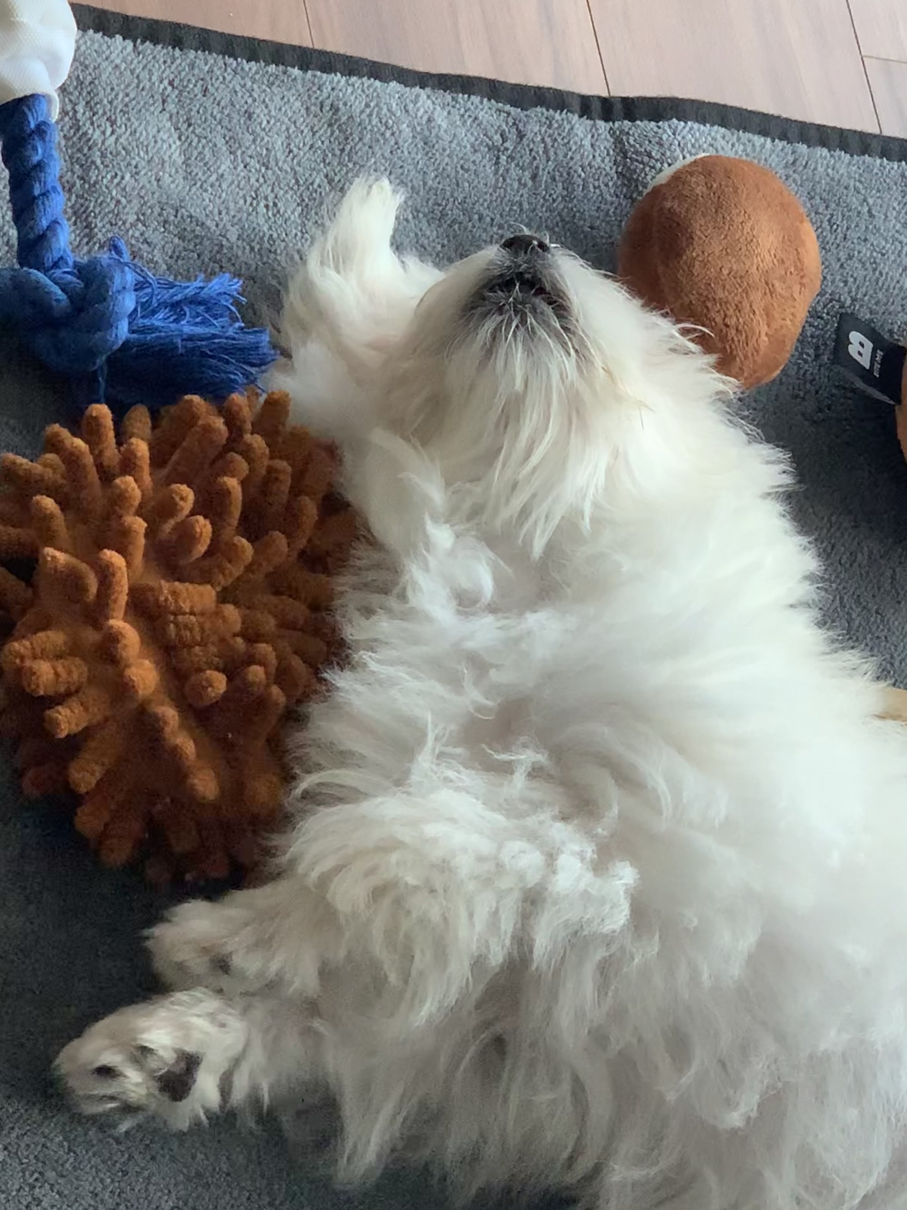 두리(소일이) 입양 일주일차 후기