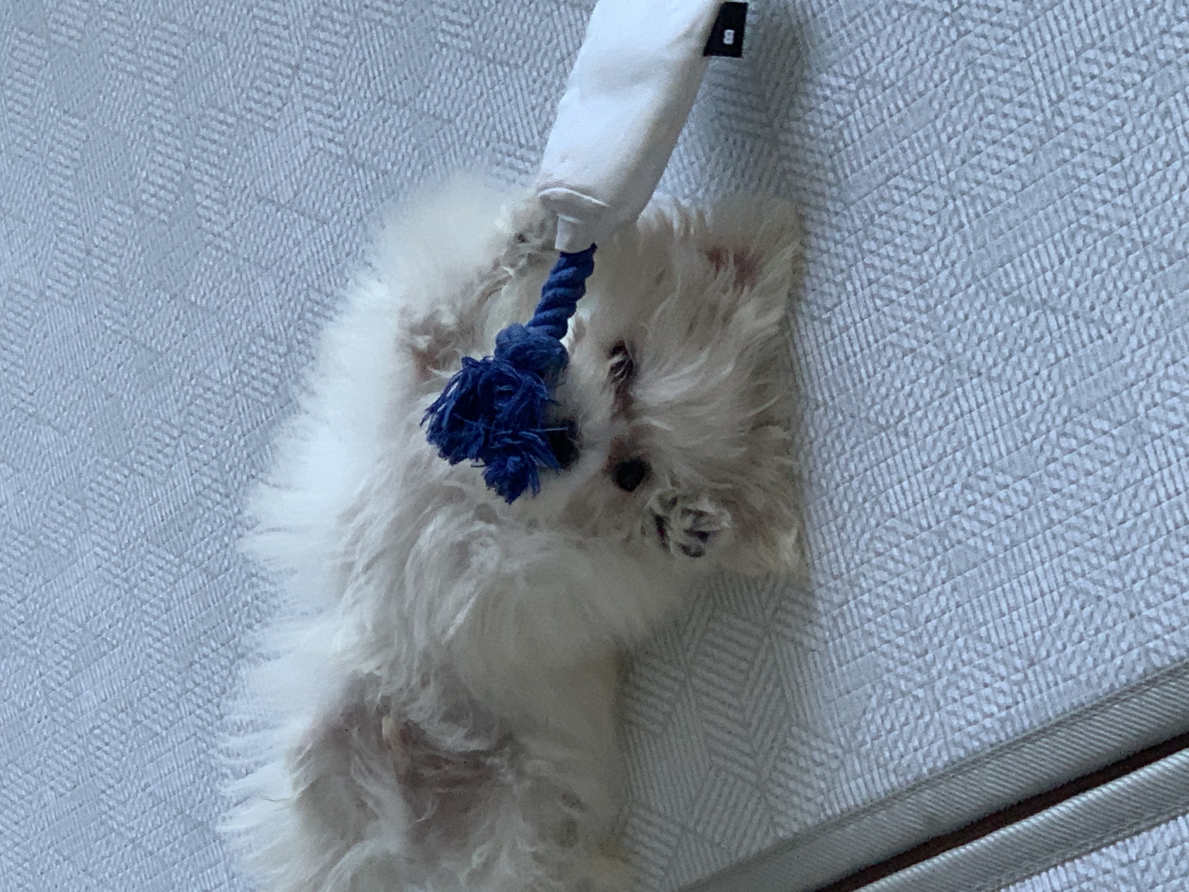 두리(소일이) 입양 일주일차 후기