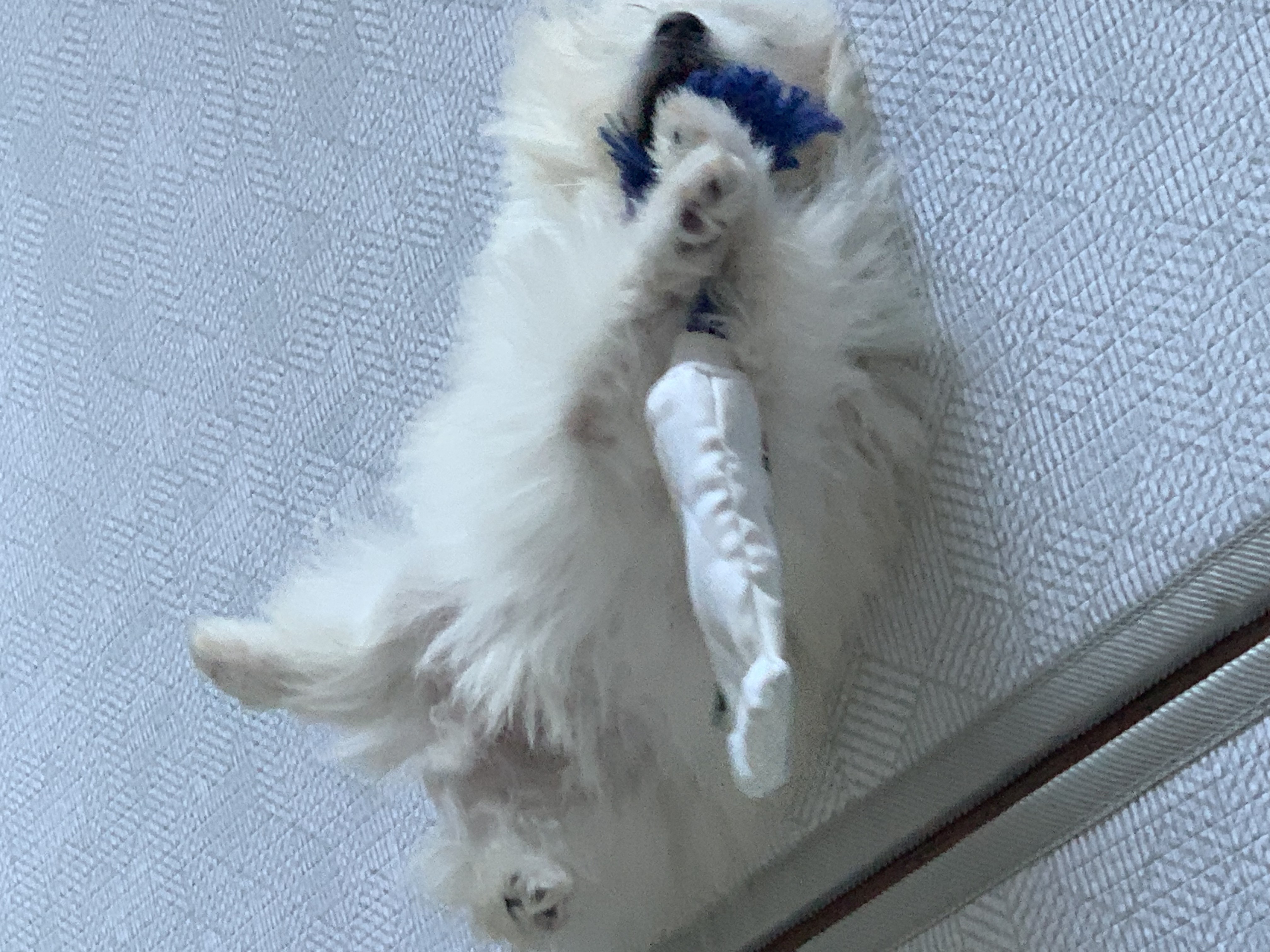 두리(소일이) 입양 일주일차 후기