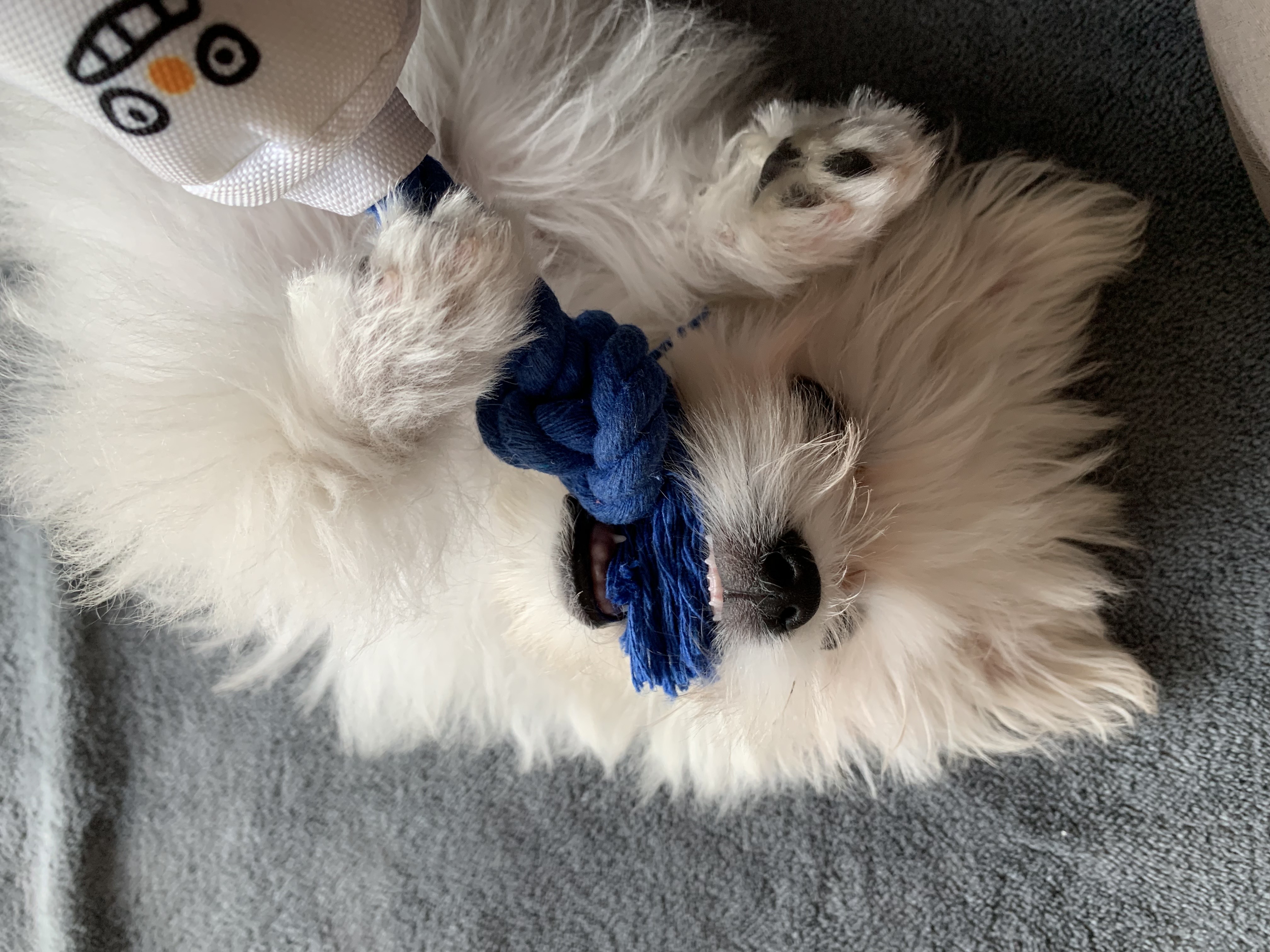 두리(소일이) 입양 일주일차 후기