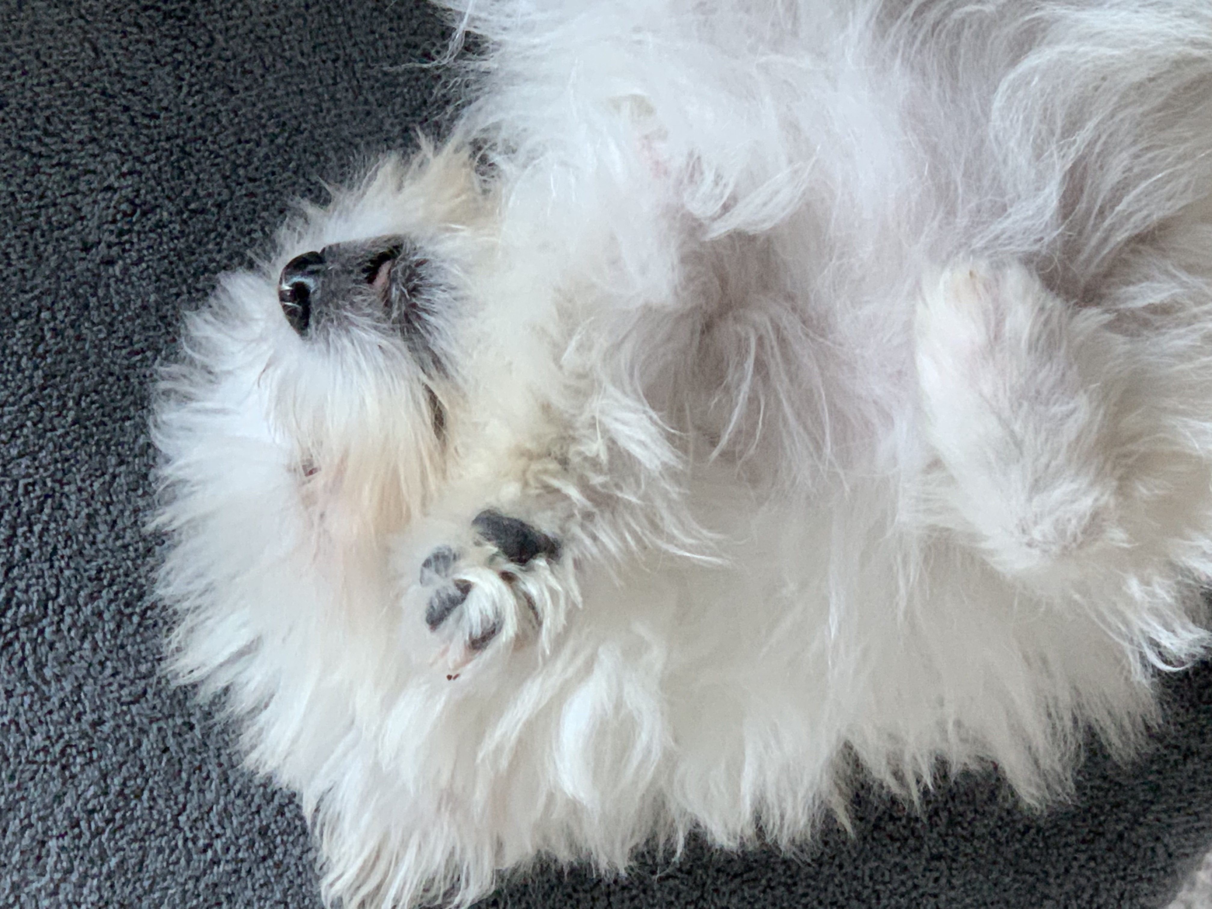 두리(소일이) 입양 일주일차 후기