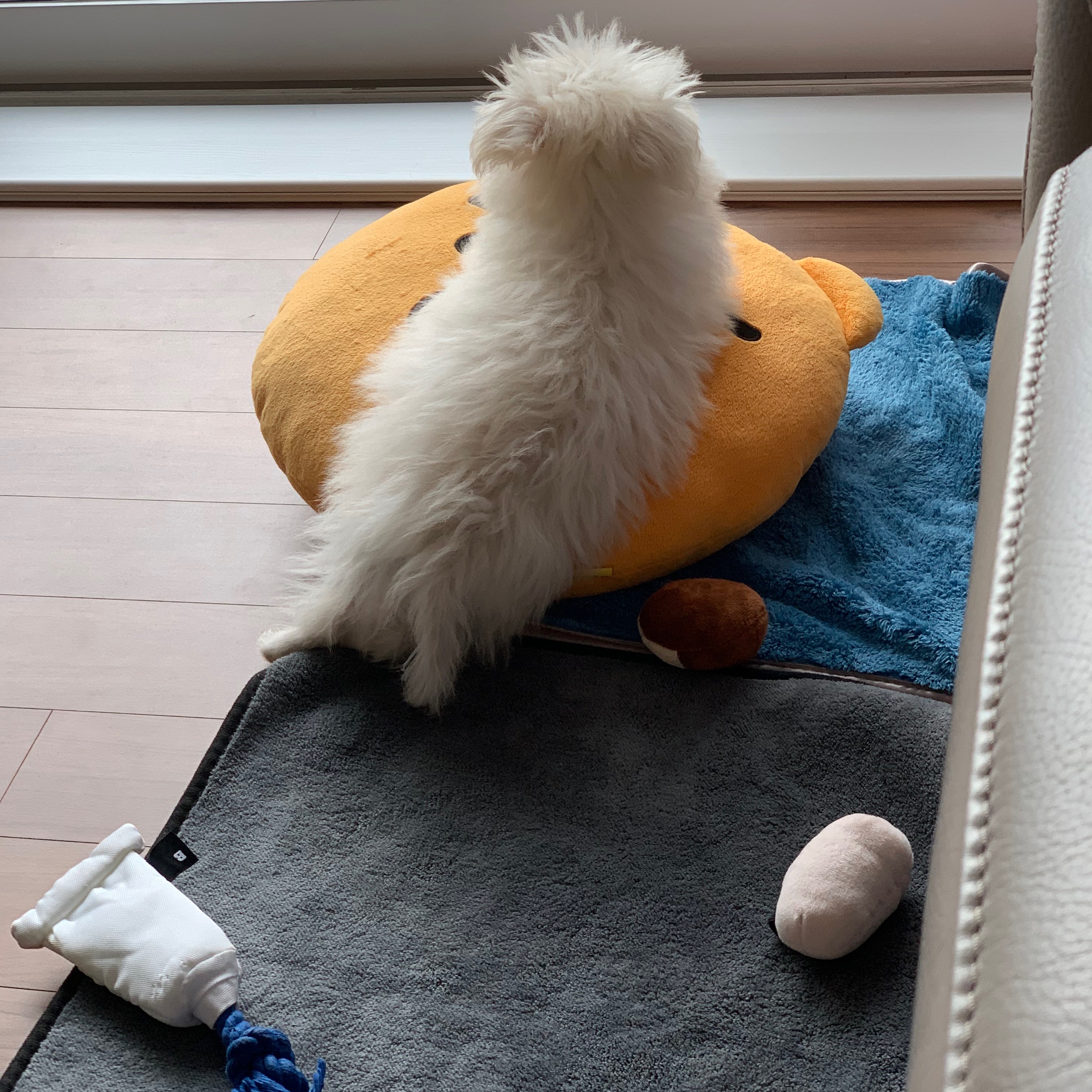 두리(소일이) 입양 일주일차 후기