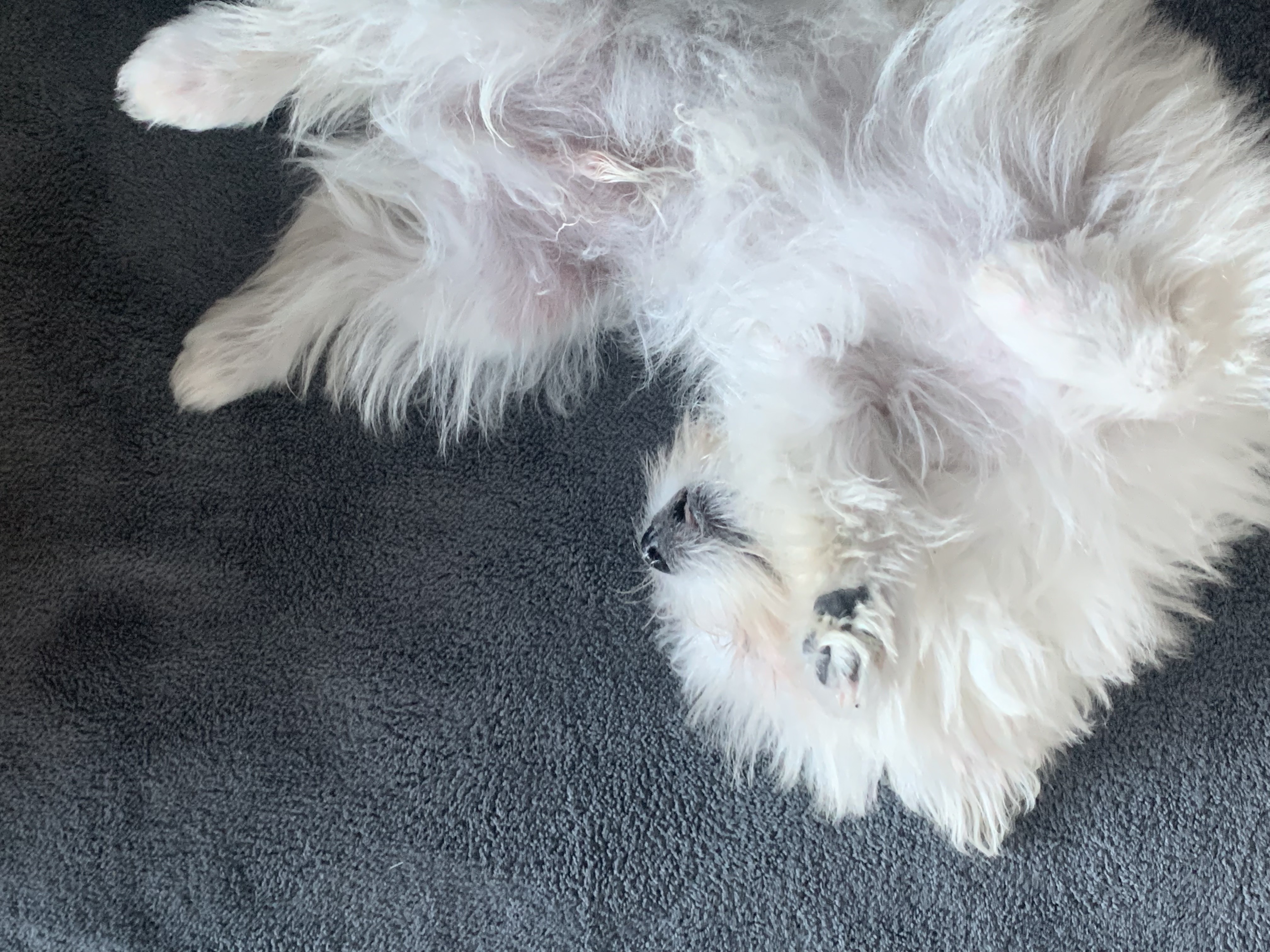 두리(소일이) 입양 일주일차 후기