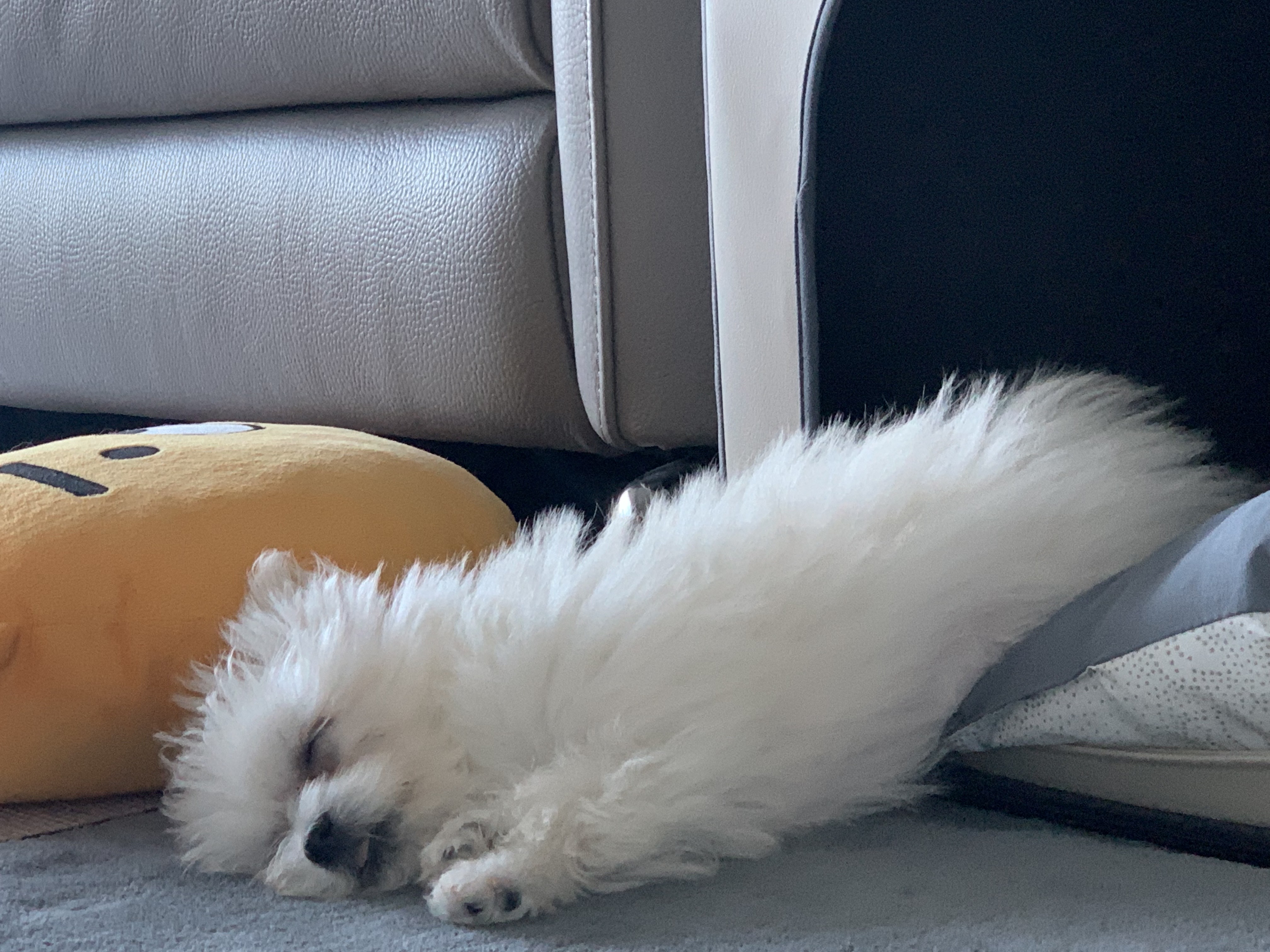 두리(소일이) 입양 일주일차 후기