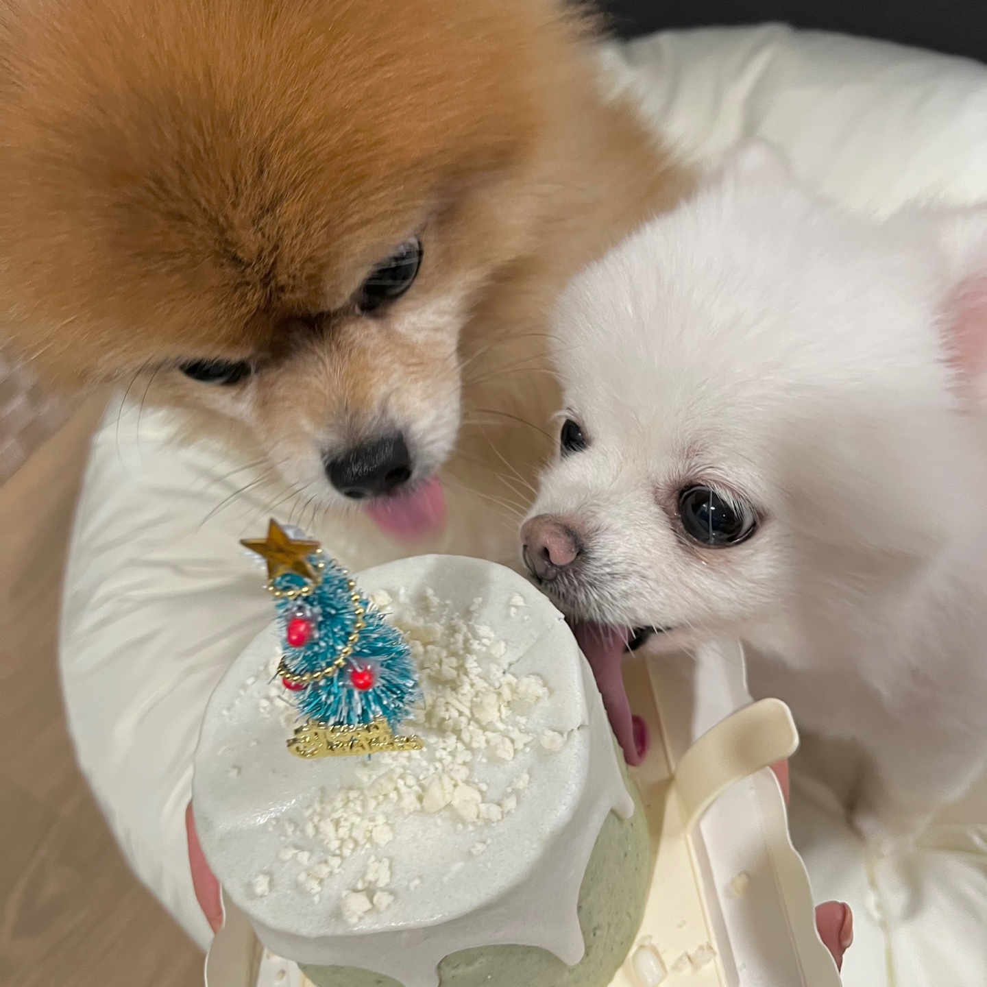 2017년불법번식장에서 구조되었던 제시=*두부* 