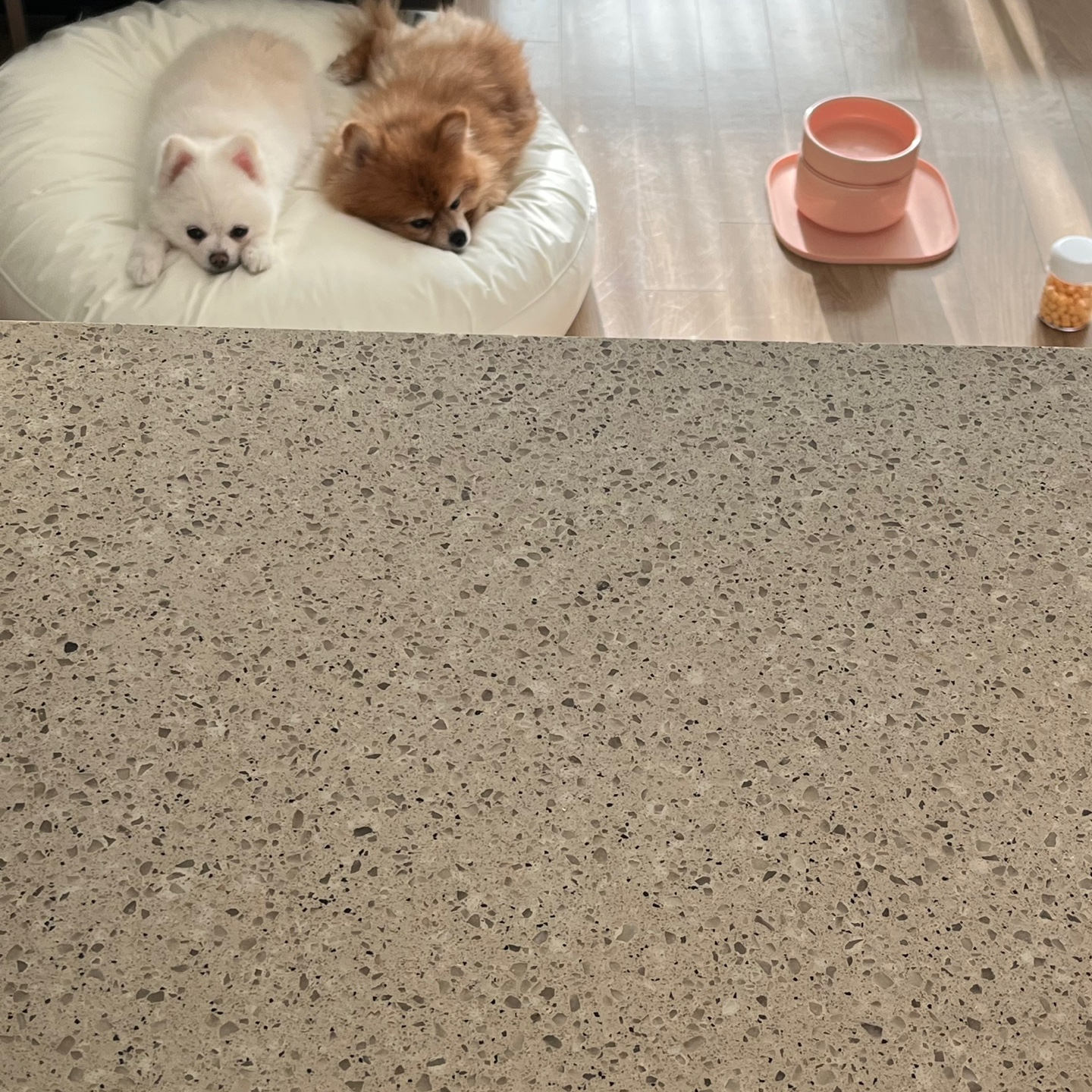 2017년불법번식장에서 구조되었던 제시=*두부* 