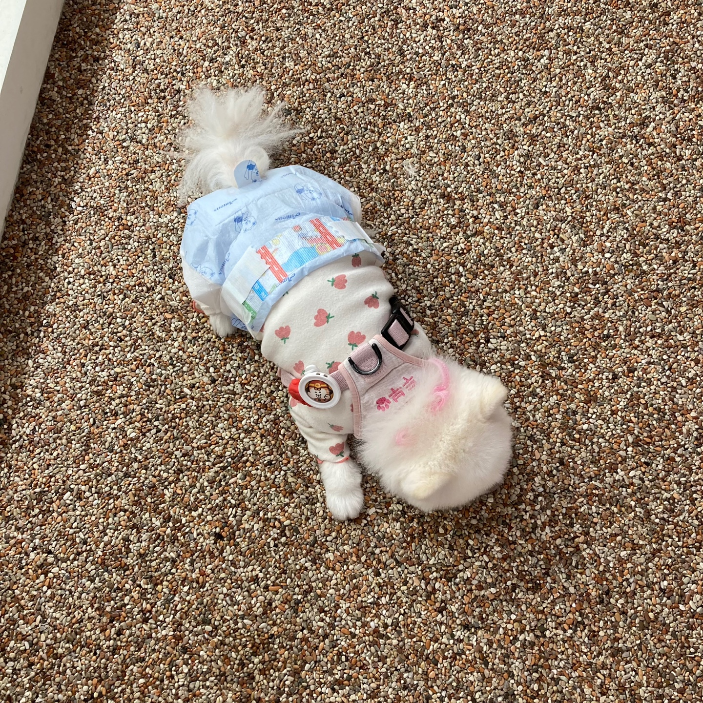 2017년불법번식장에서 구조되었던 제시=*두부* 