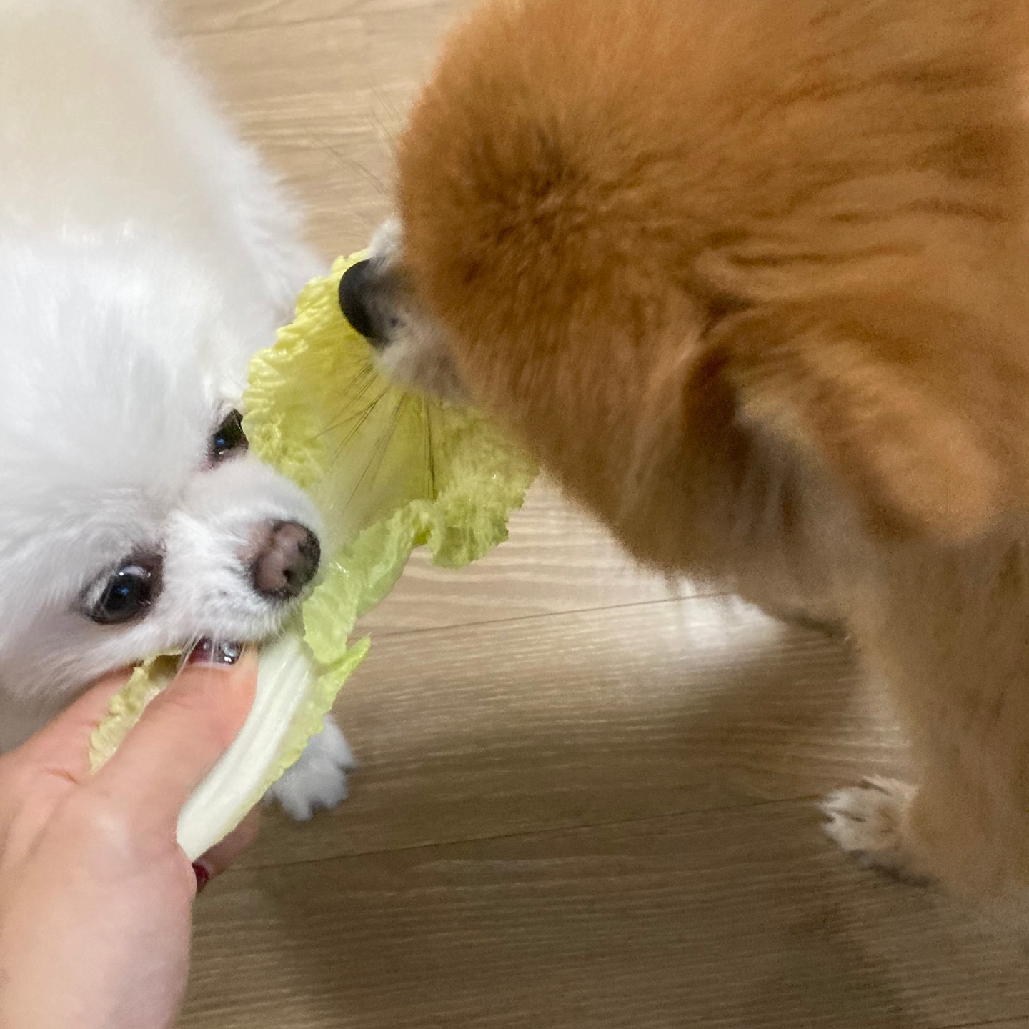 2017년불법번식장에서 구조되었던 제시=*두부* 