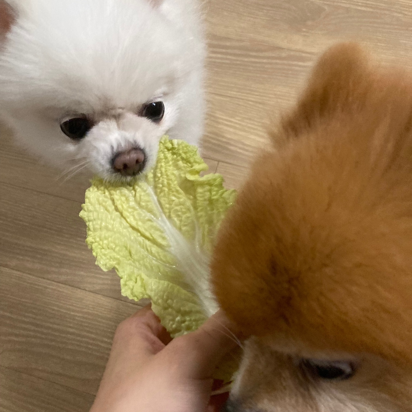 2017년불법번식장에서 구조되었던 제시=*두부* 