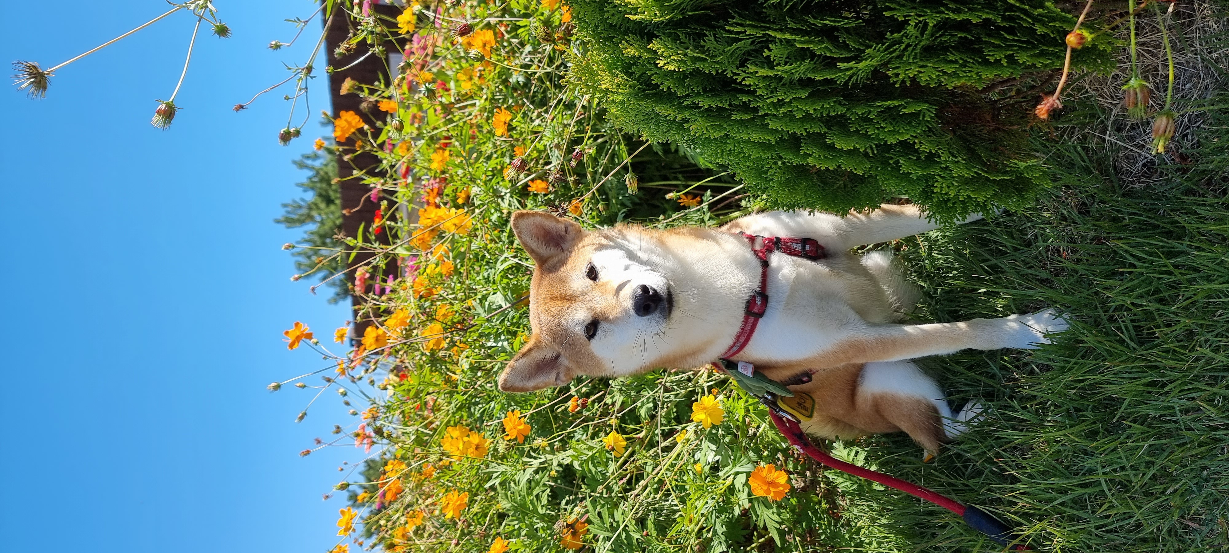 공실이 자견 네시였던 별이입니다 