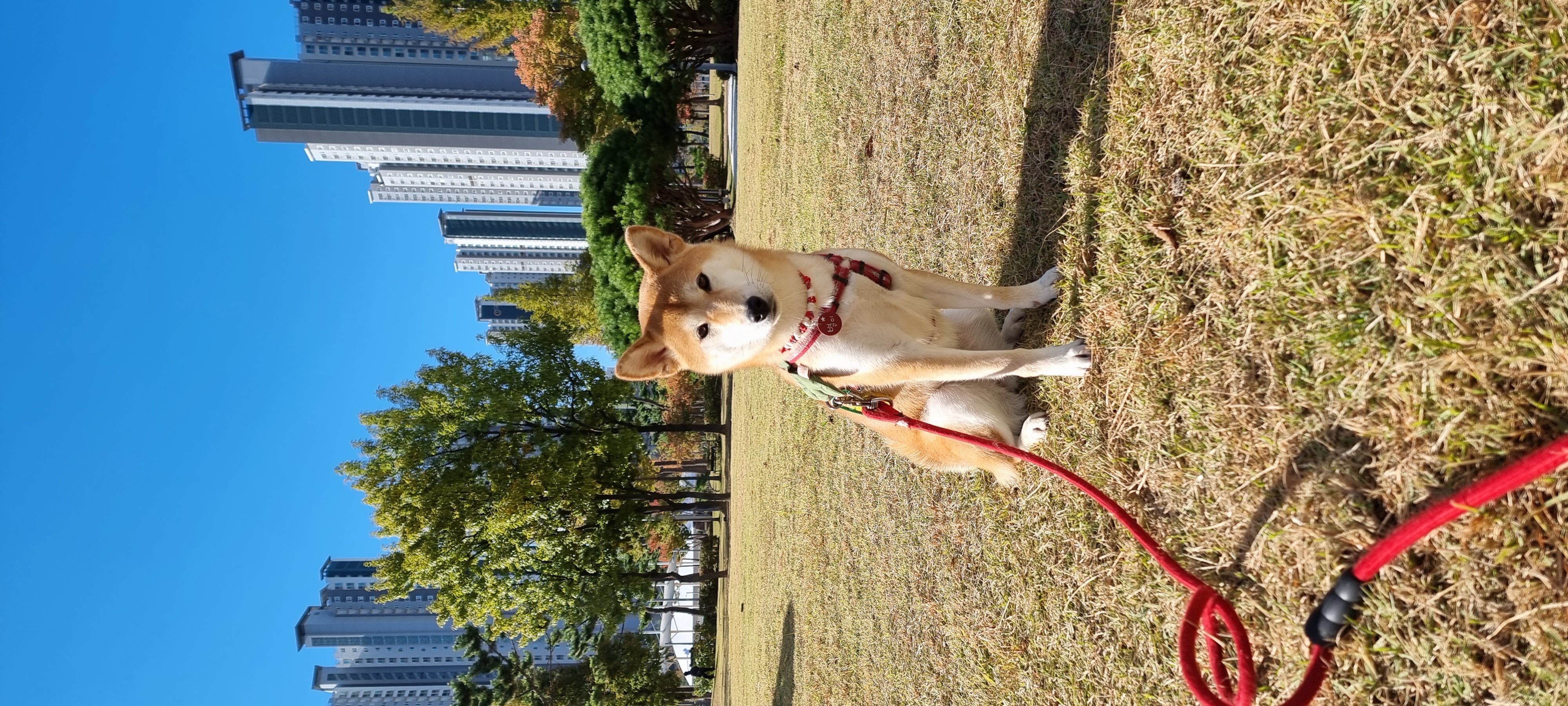 공실이 자견 네시였던 별이입니다 