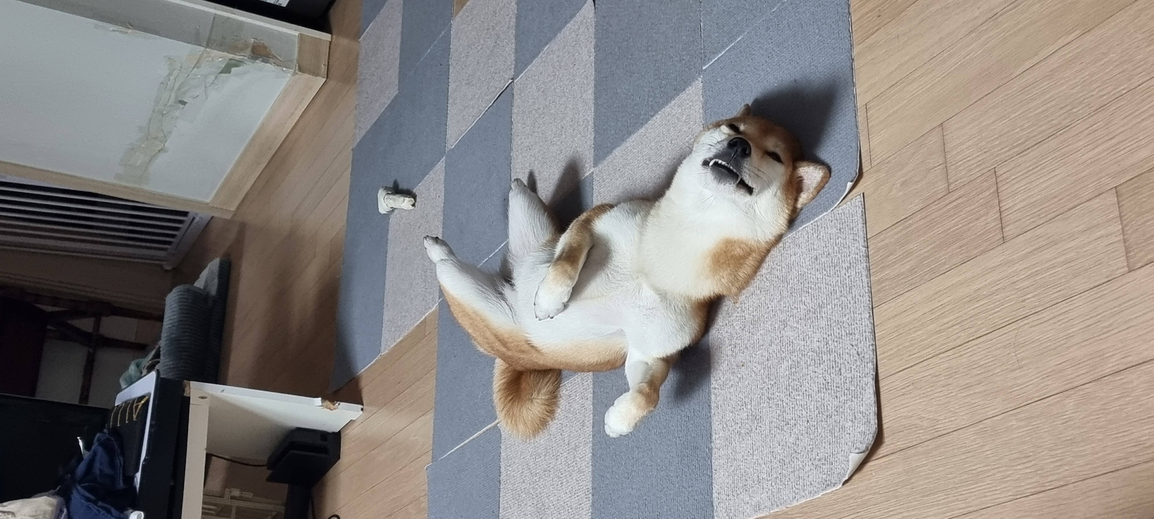 공실이 자견 네시였던 별이입니다 