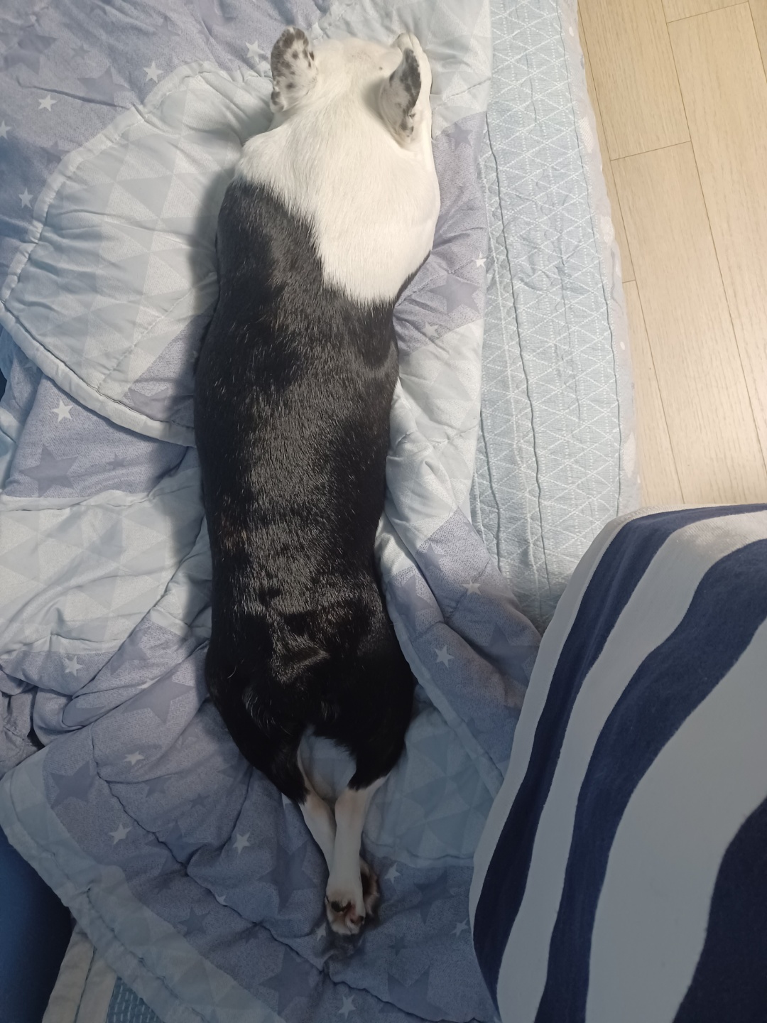 애둥이 8개월째 같이사는 이야기