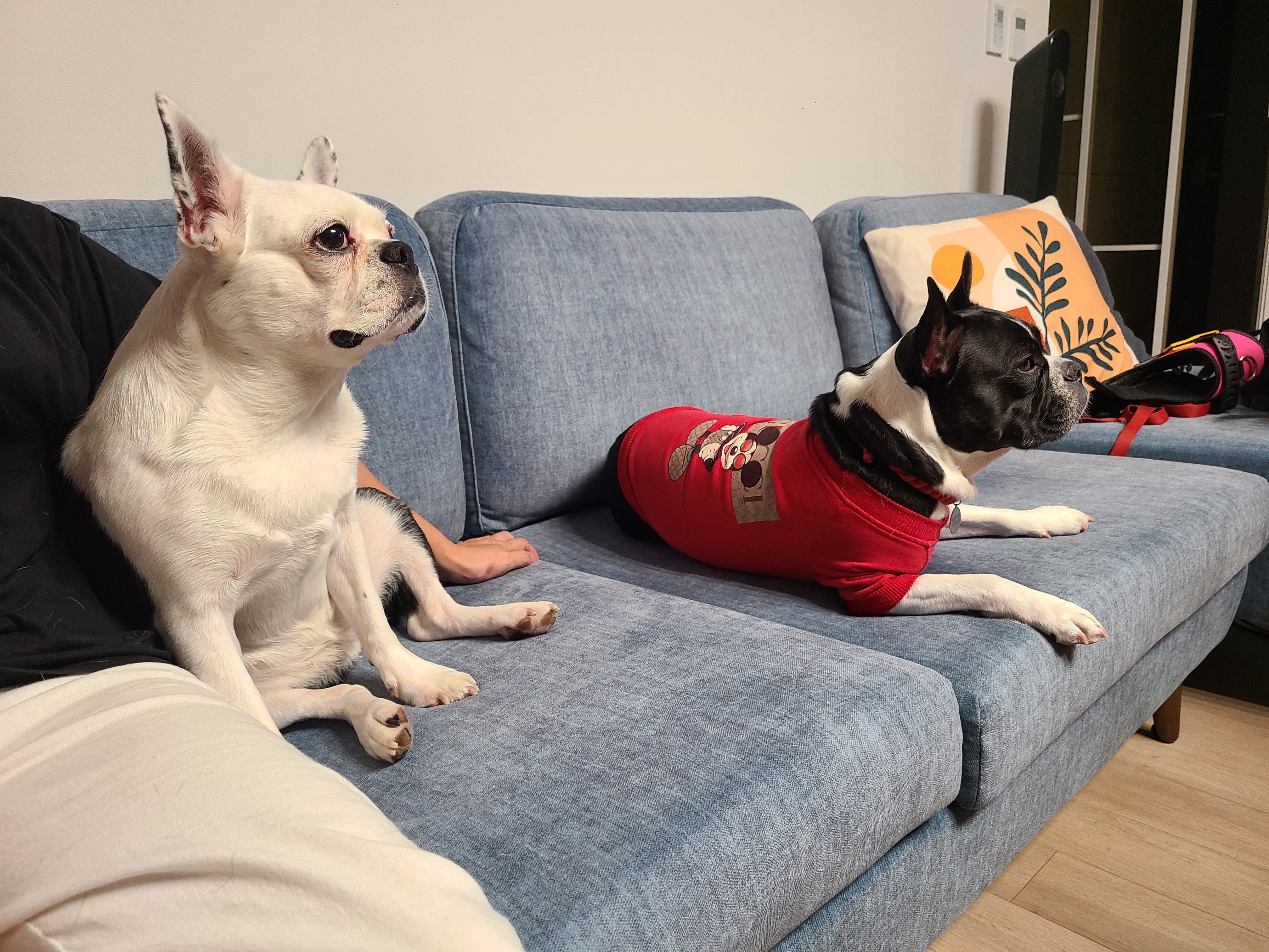 애둥이 8개월째 같이사는 이야기