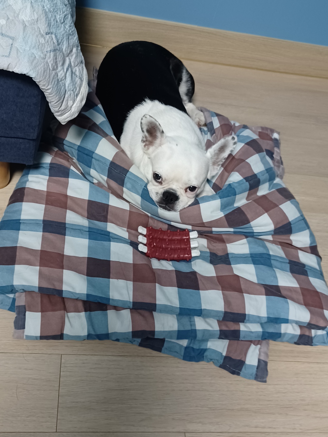 애둥이 8개월째 같이사는 이야기