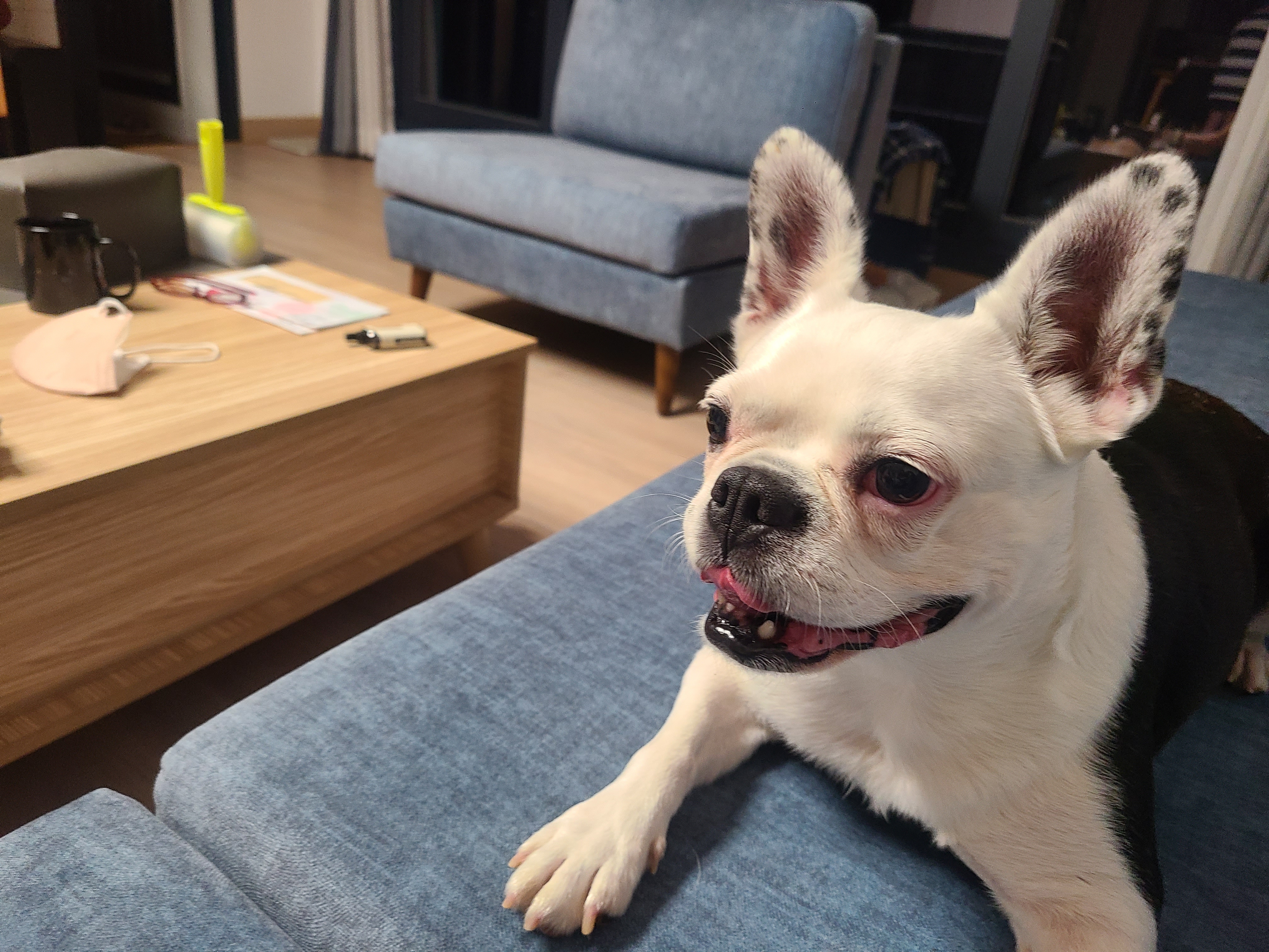 애둥이 8개월째 같이사는 이야기