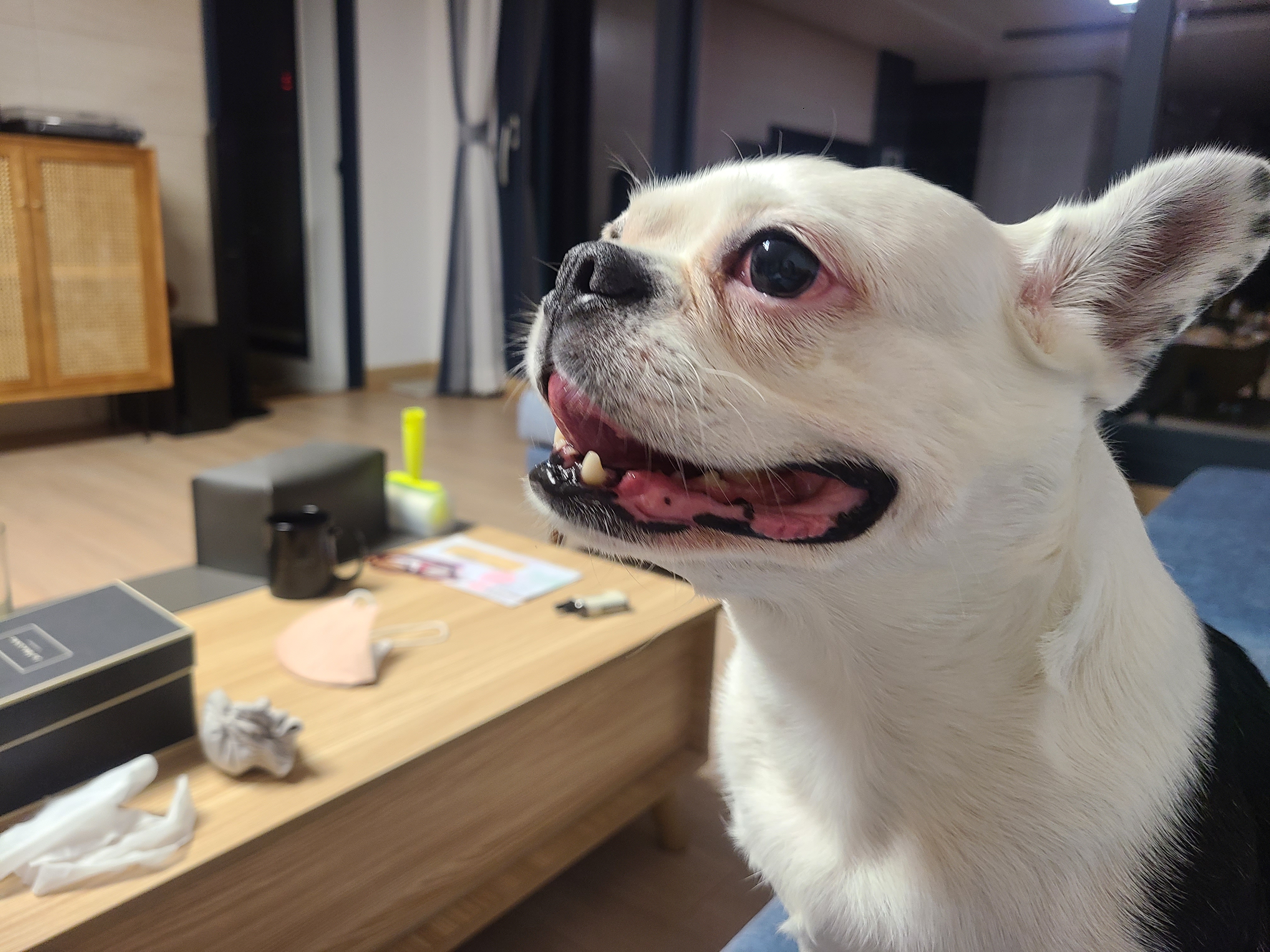 애둥이 8개월째 같이사는 이야기