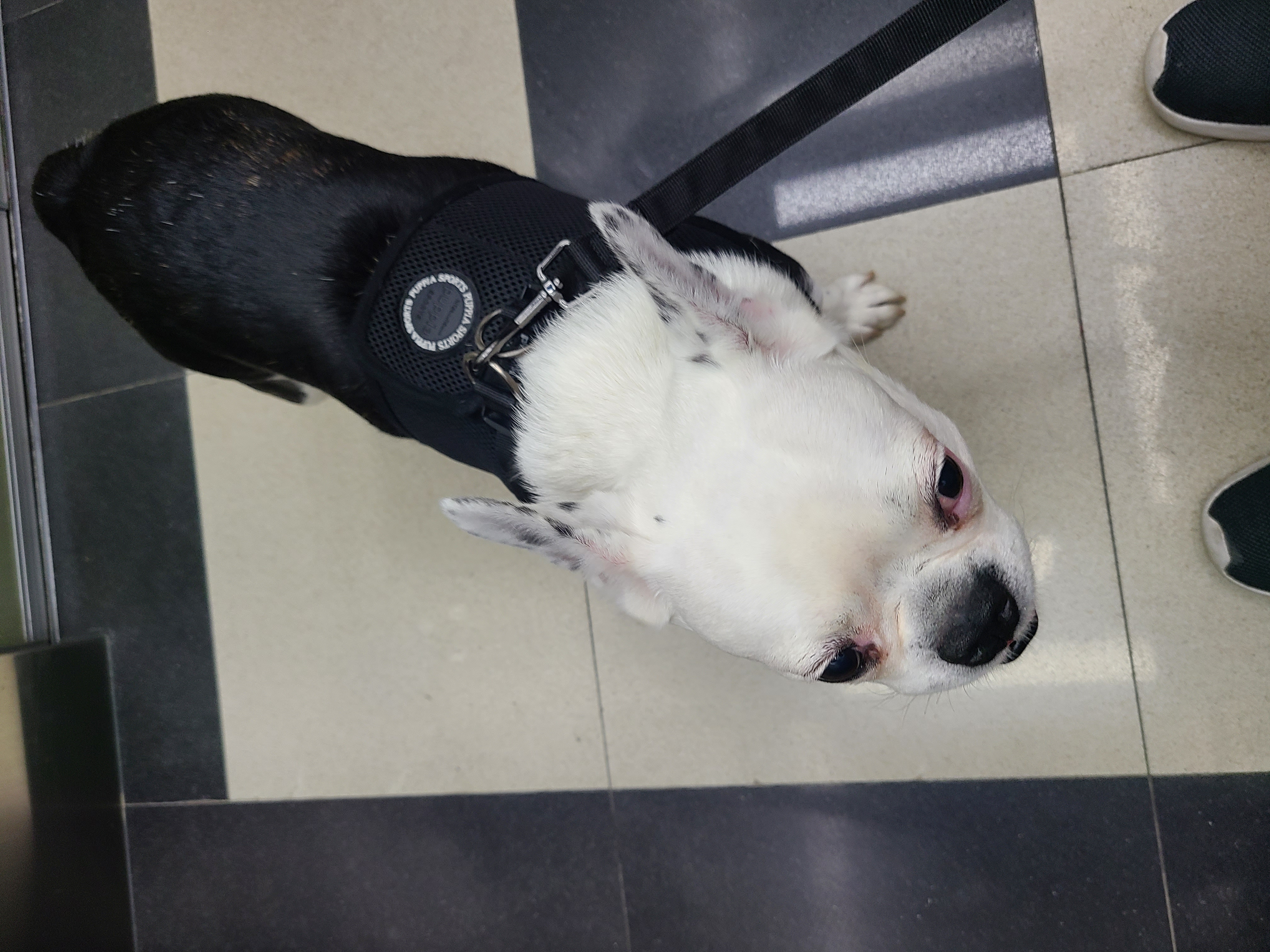 애둥이 8개월째 같이사는 이야기