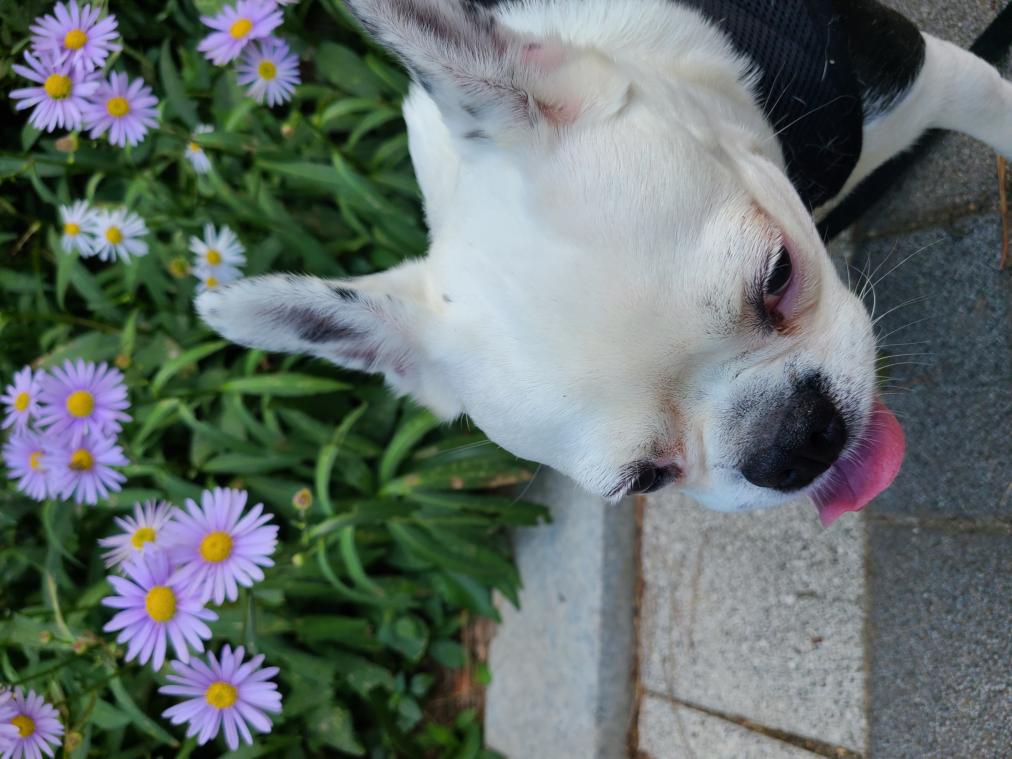 애둥이 8개월째 같이사는 이야기