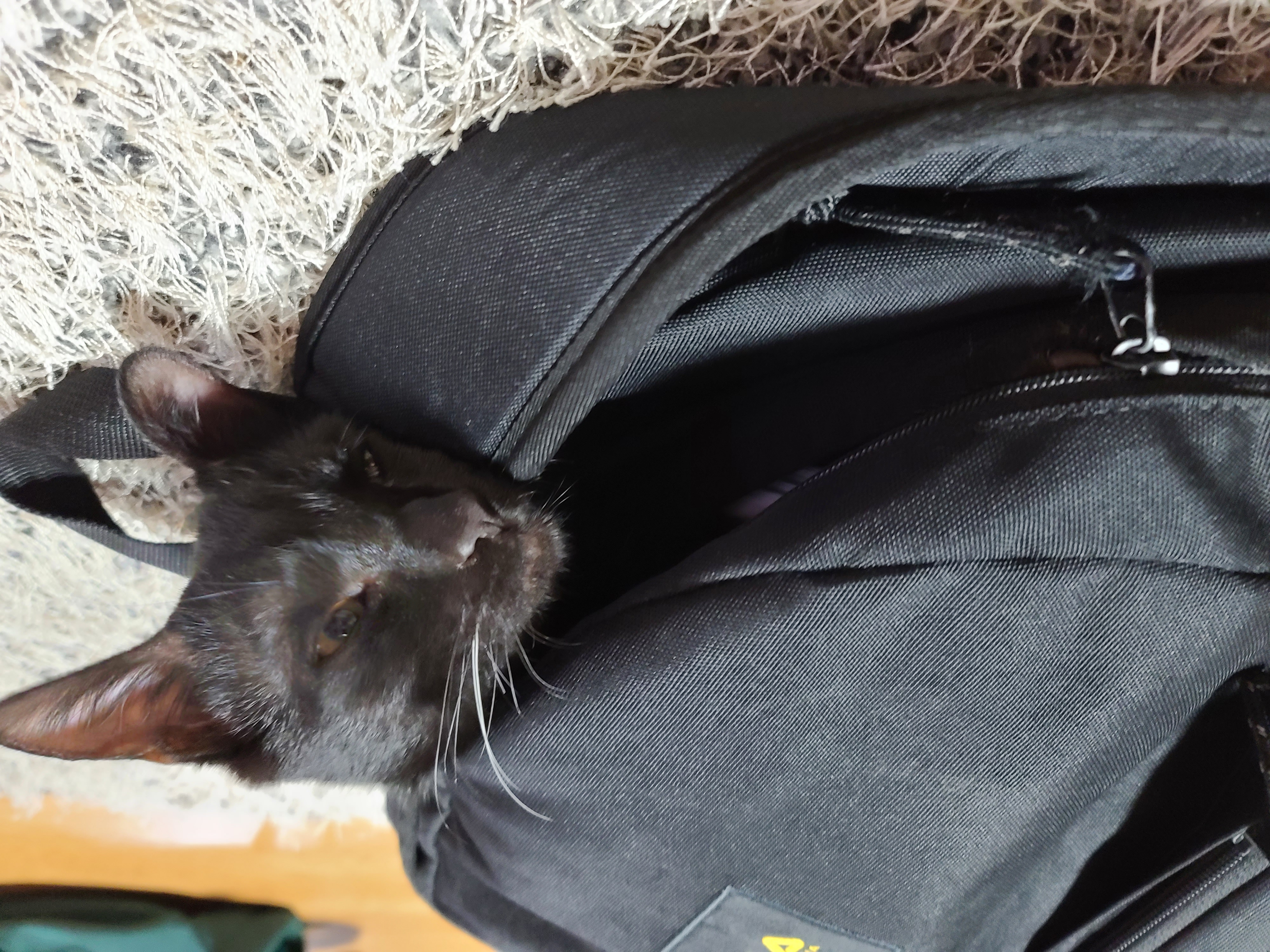 베리 입양후 세달(+눕방)