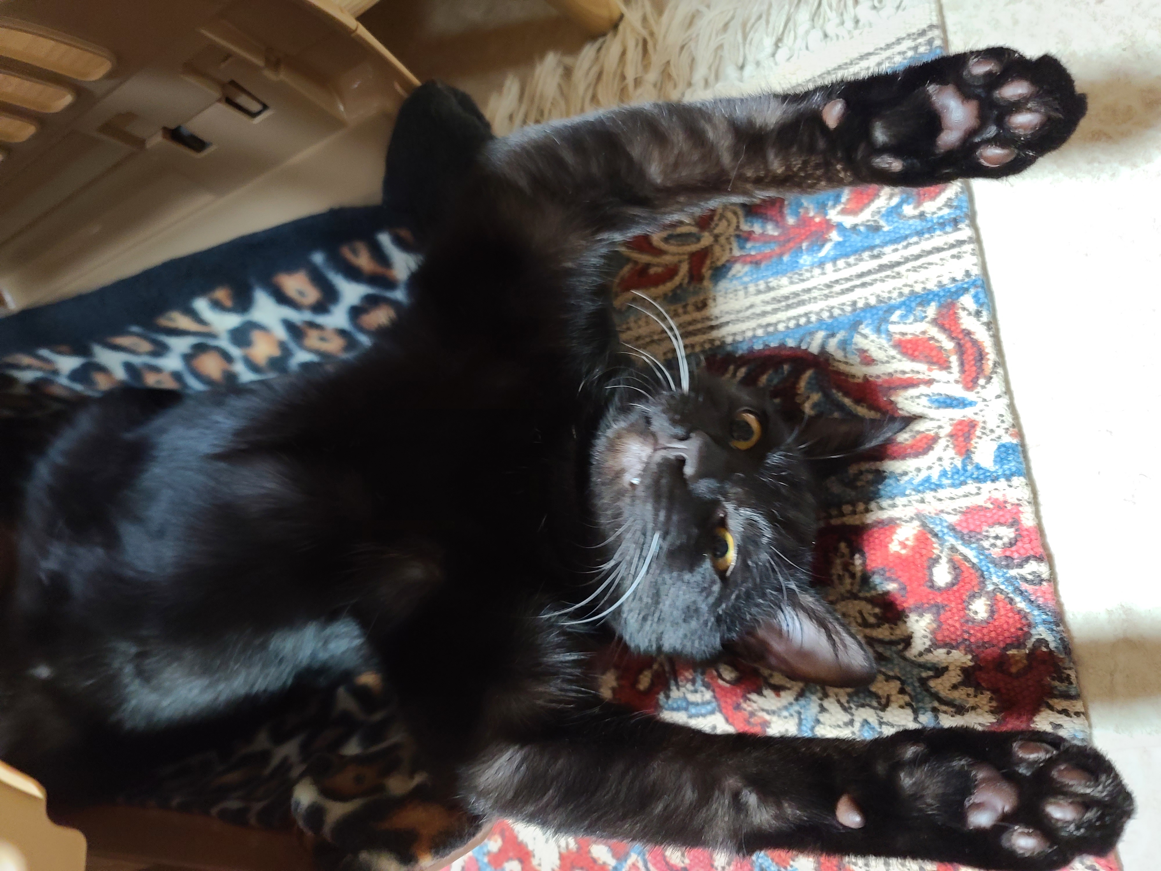 베리 입양후 세달(+눕방)