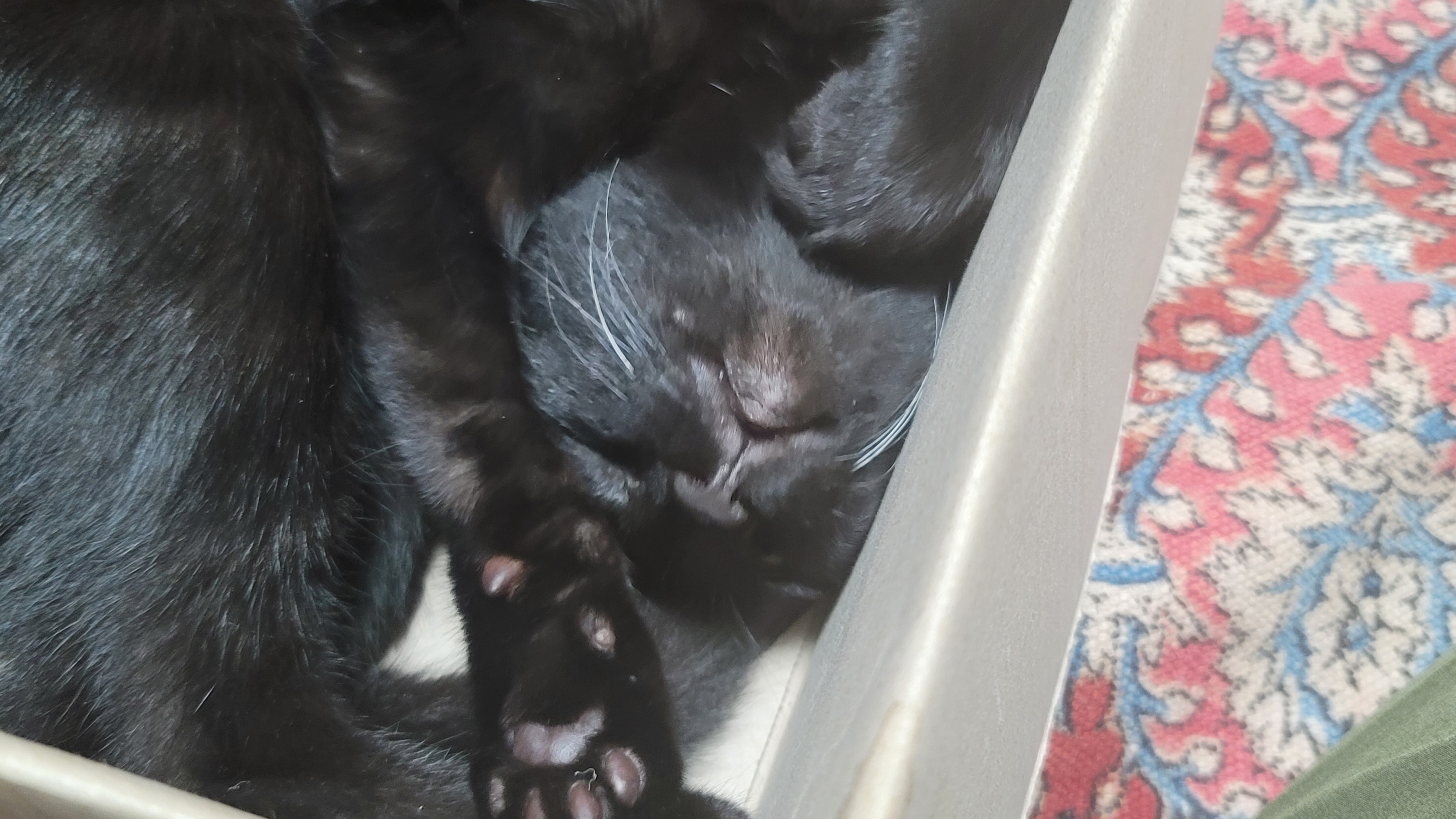 베리 입양후 세달(+눕방)