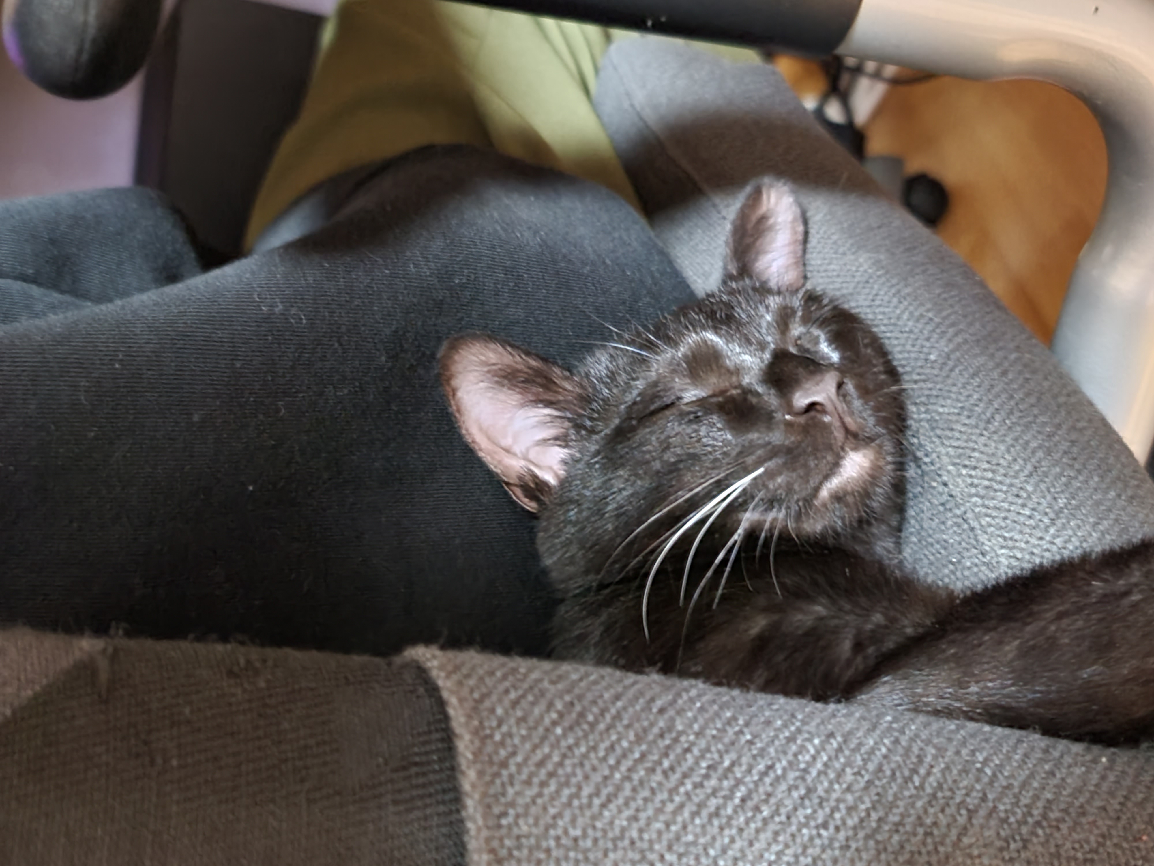 베리 입양후 세달(+눕방)