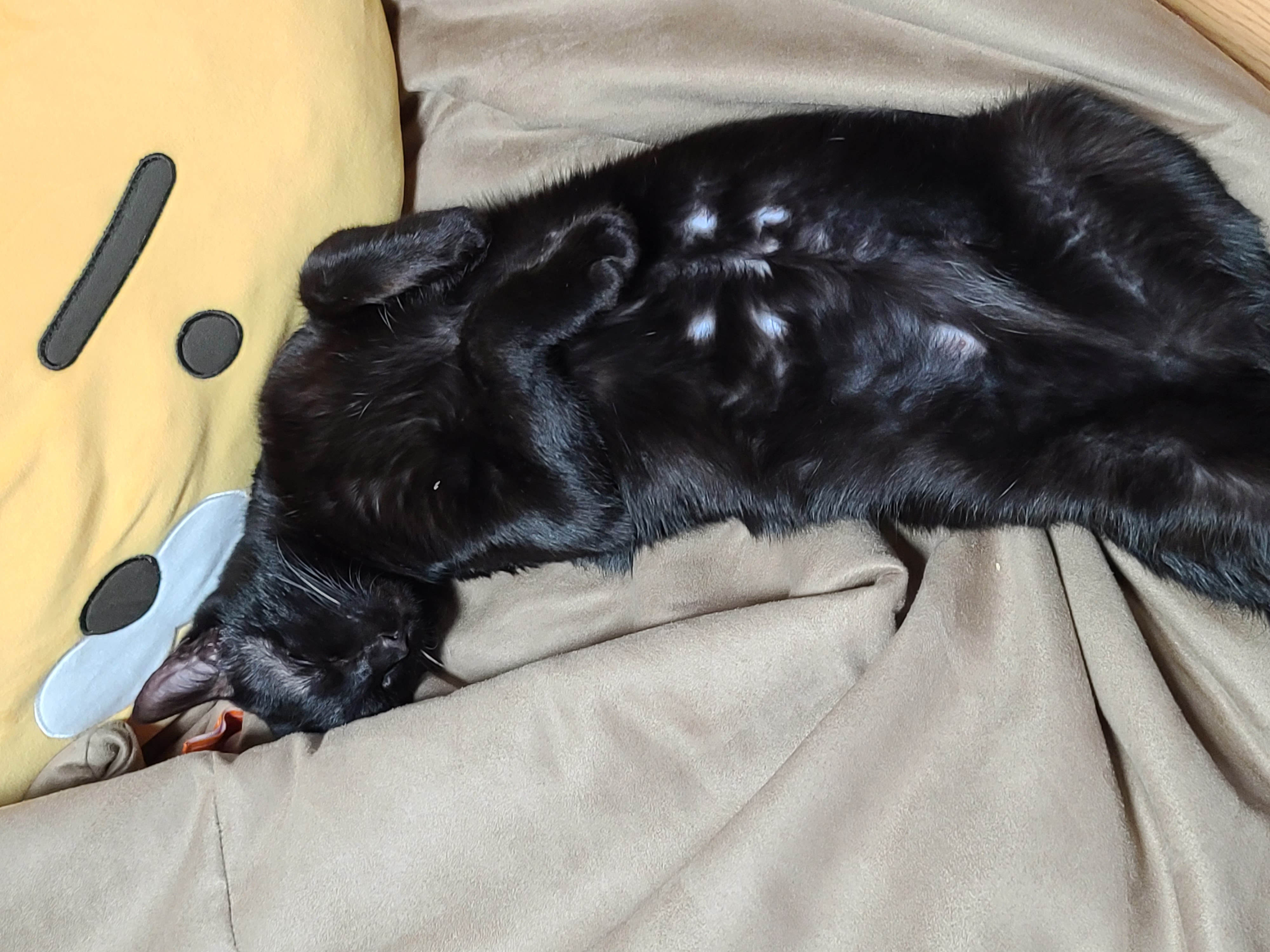 베리 입양후 세달(+눕방)