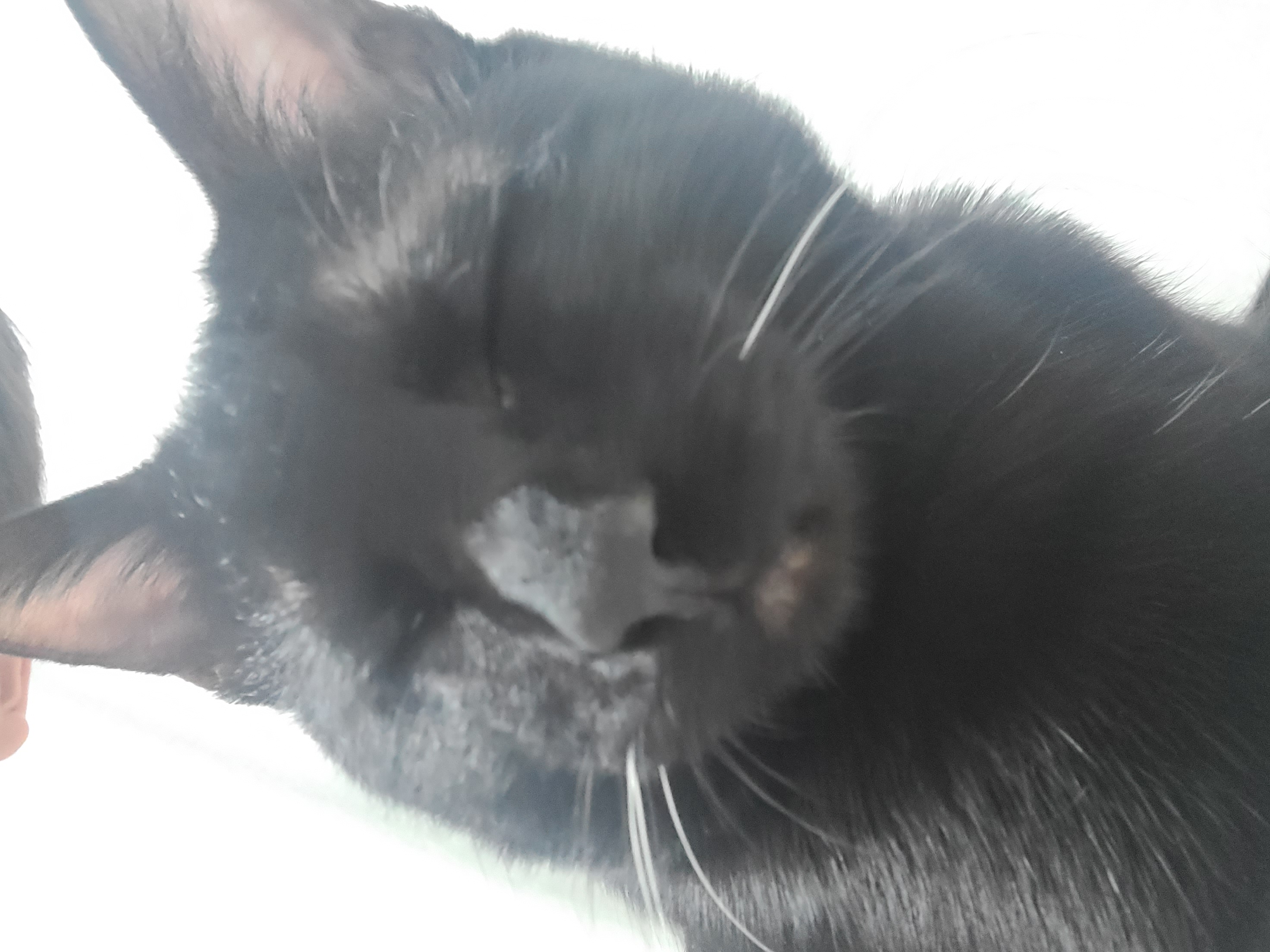 베리 입양후 세달(+눕방)