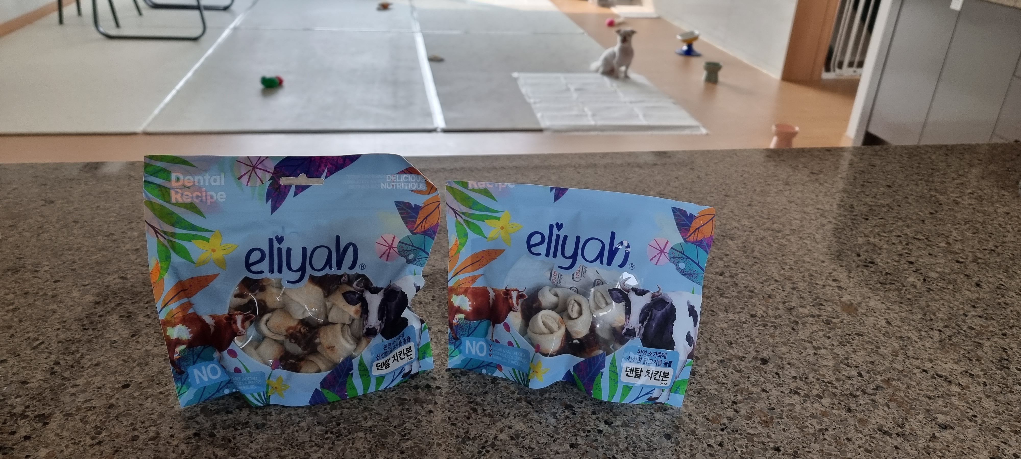 (올리) 입양의날 다녀왔어요