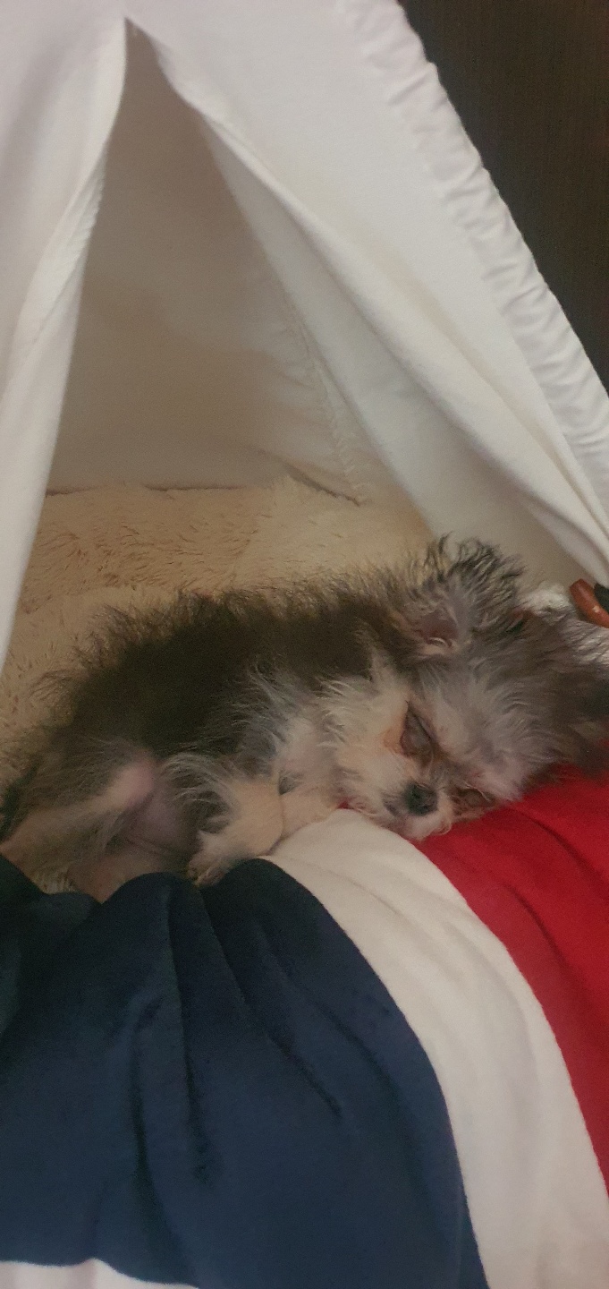 자반(구 소삼)이 입양 7일차 후기 😊