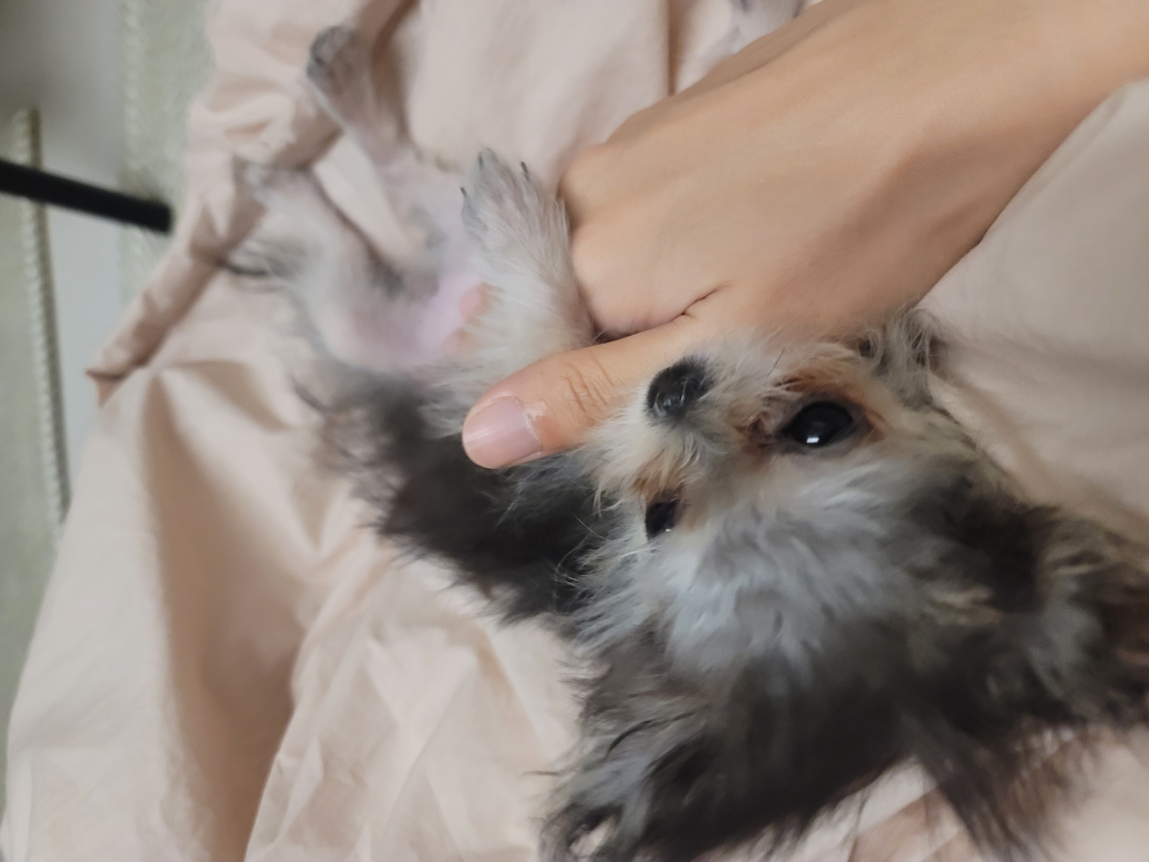 자반(구 소삼)이 입양 7일차 후기 😊