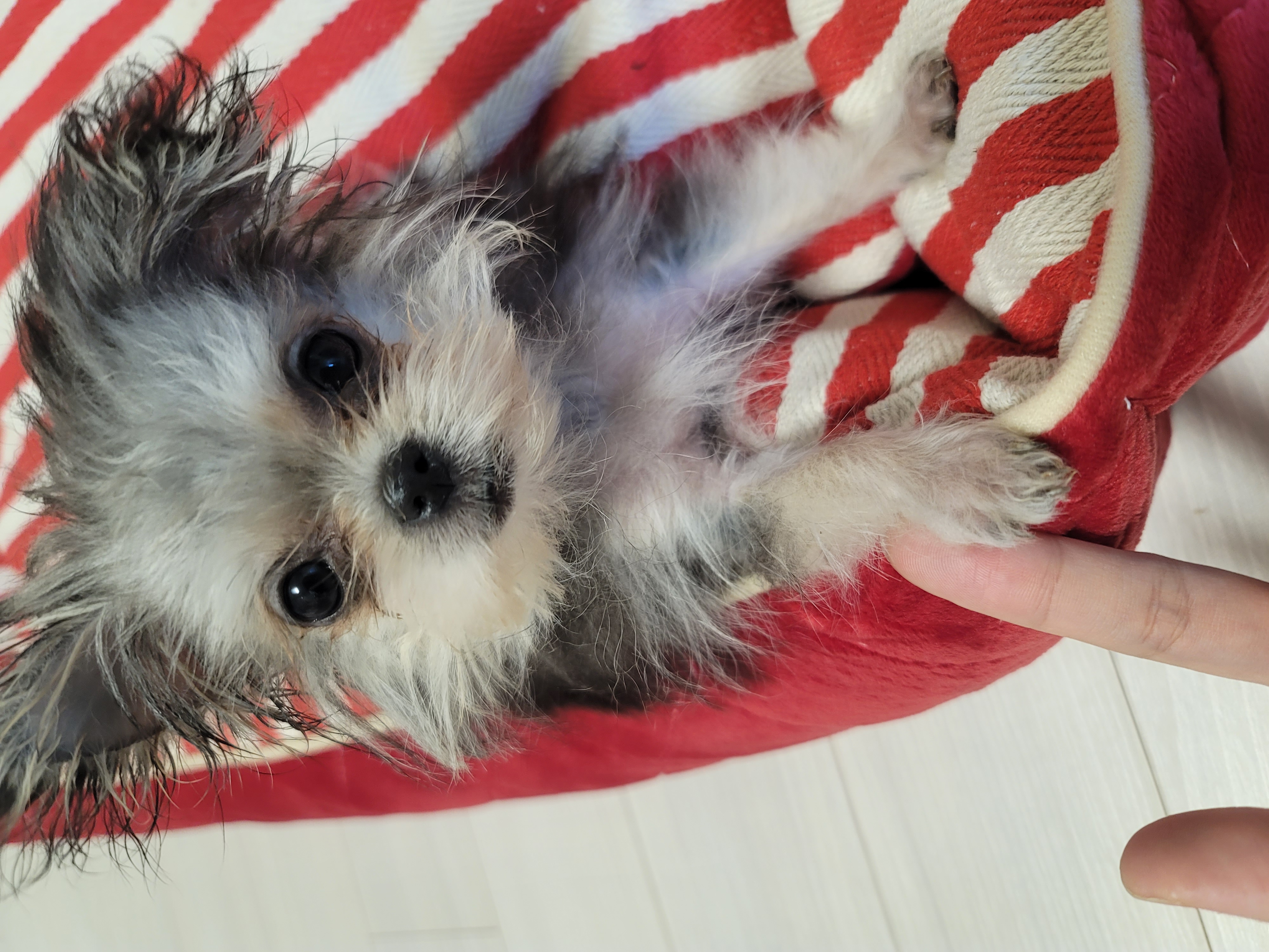 자반(구 소삼)이 입양 7일차 후기 😊