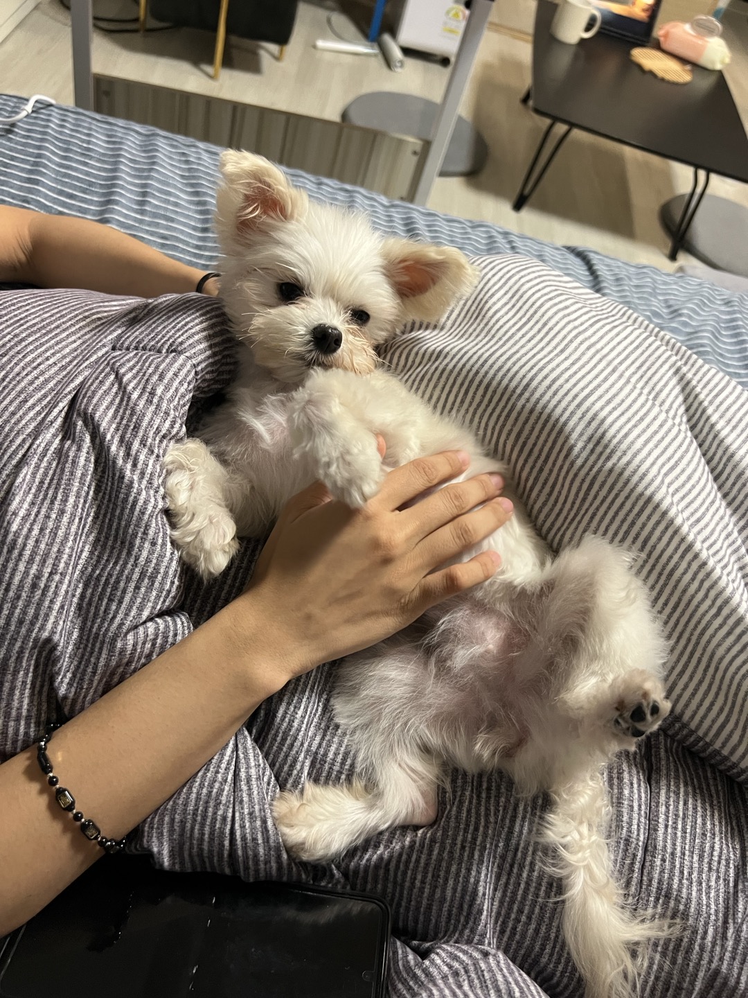 아산구조견 오슬이(현 밥풀이)와 두달