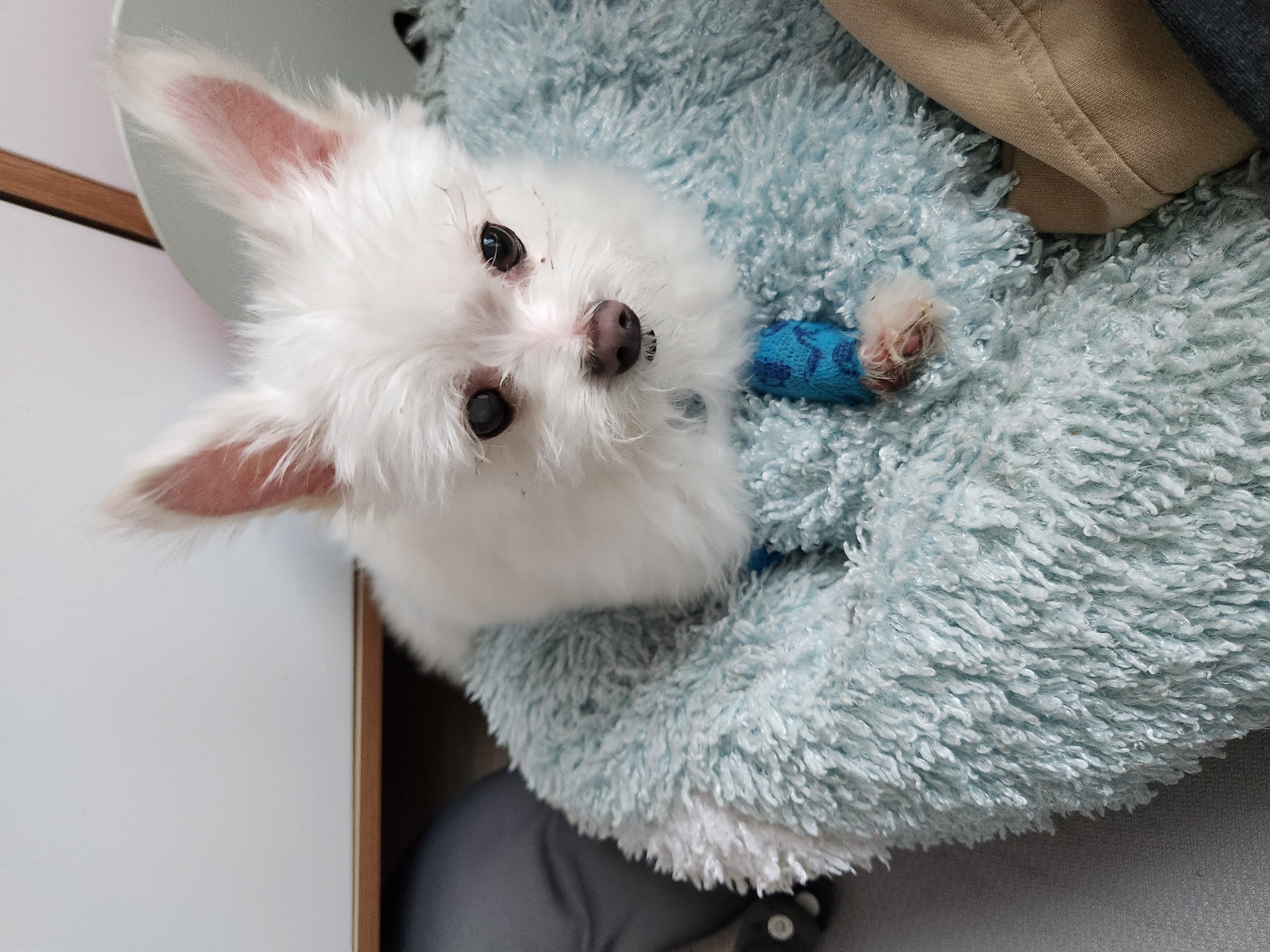 아산구조견 익준이 임보 7일차! (입양해주세오)