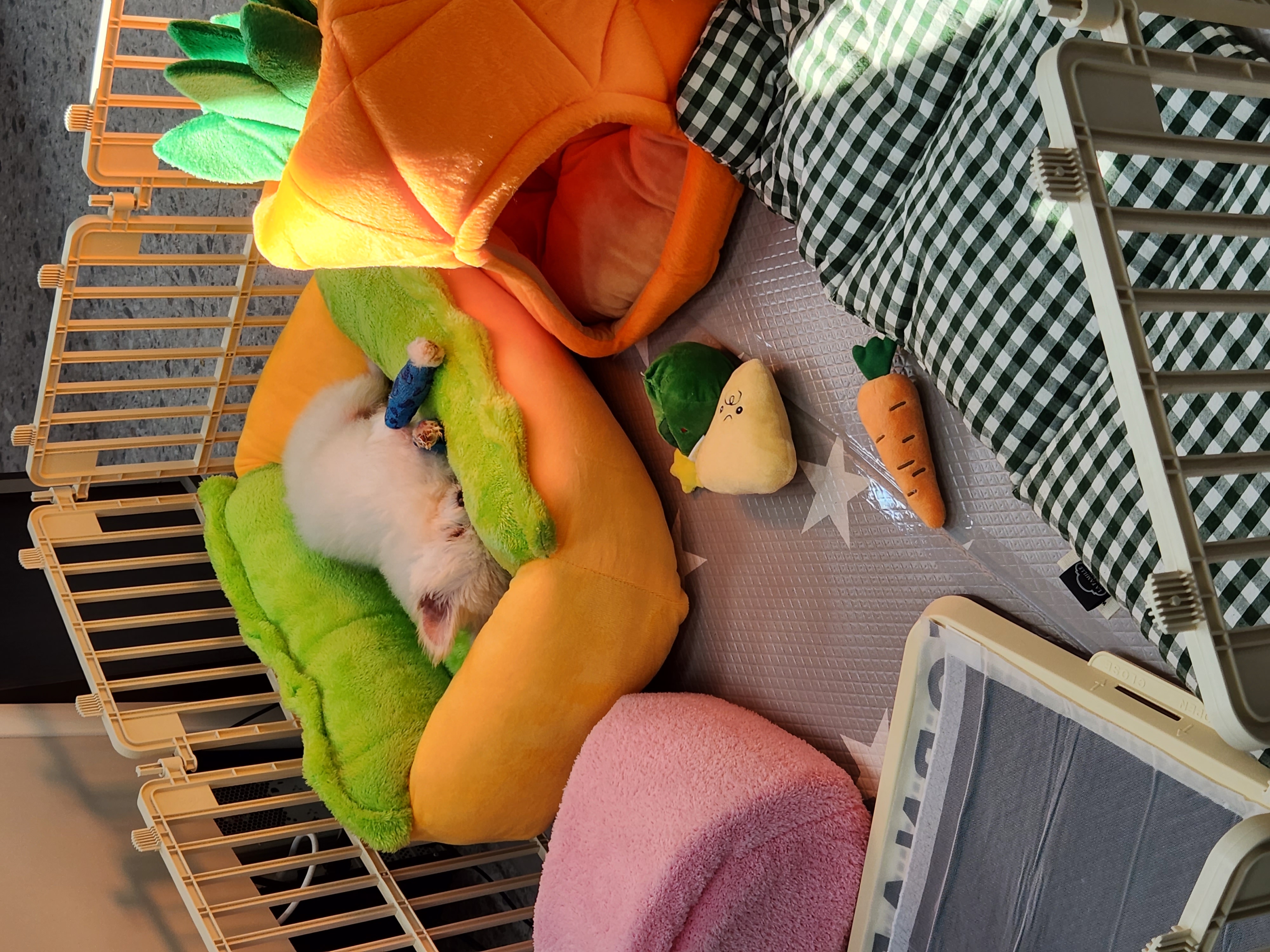 아산구조견 익준이 임보 7일차! (입양해주세오)