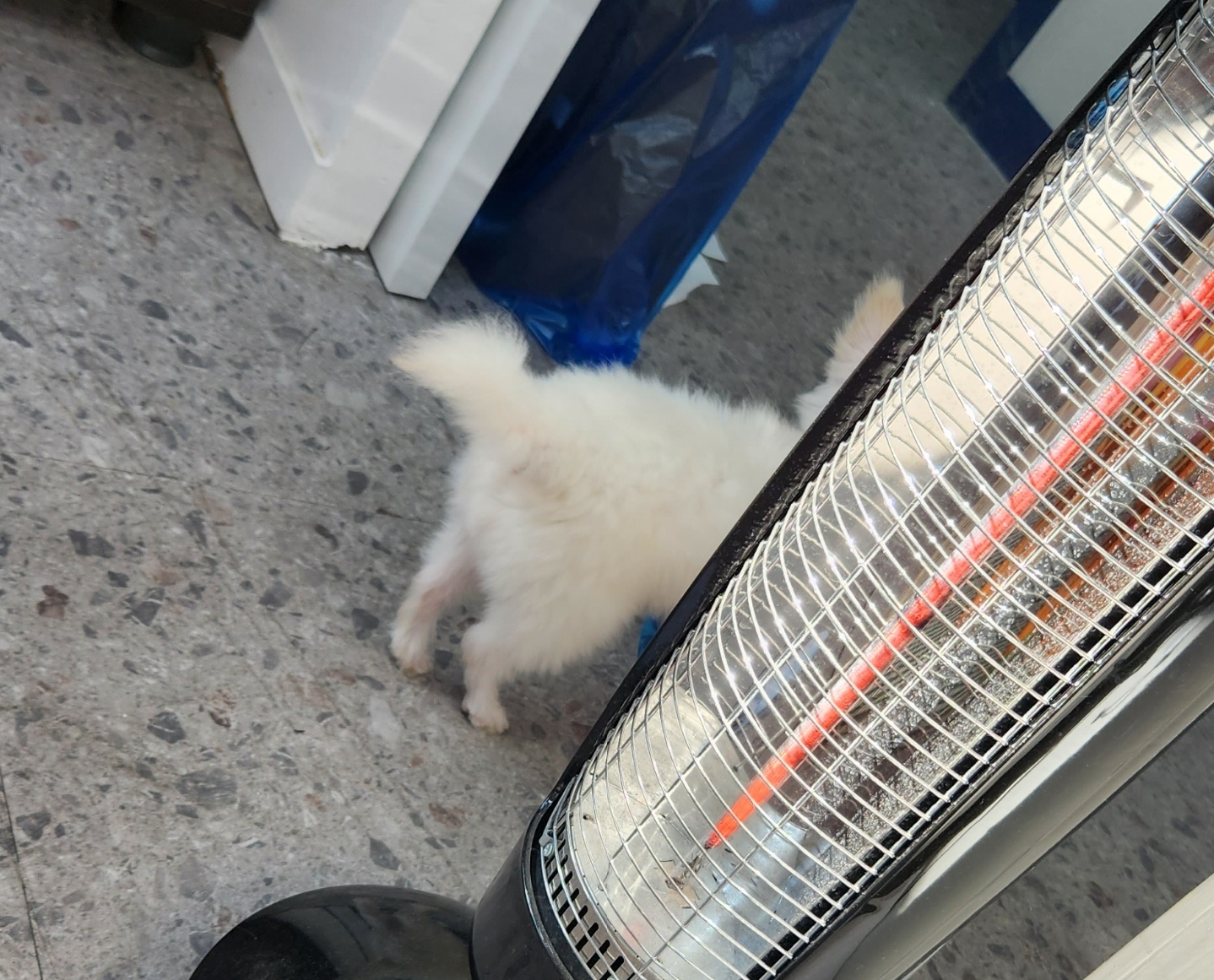 아산구조견 익준이 임보 7일차! (입양해주세오)