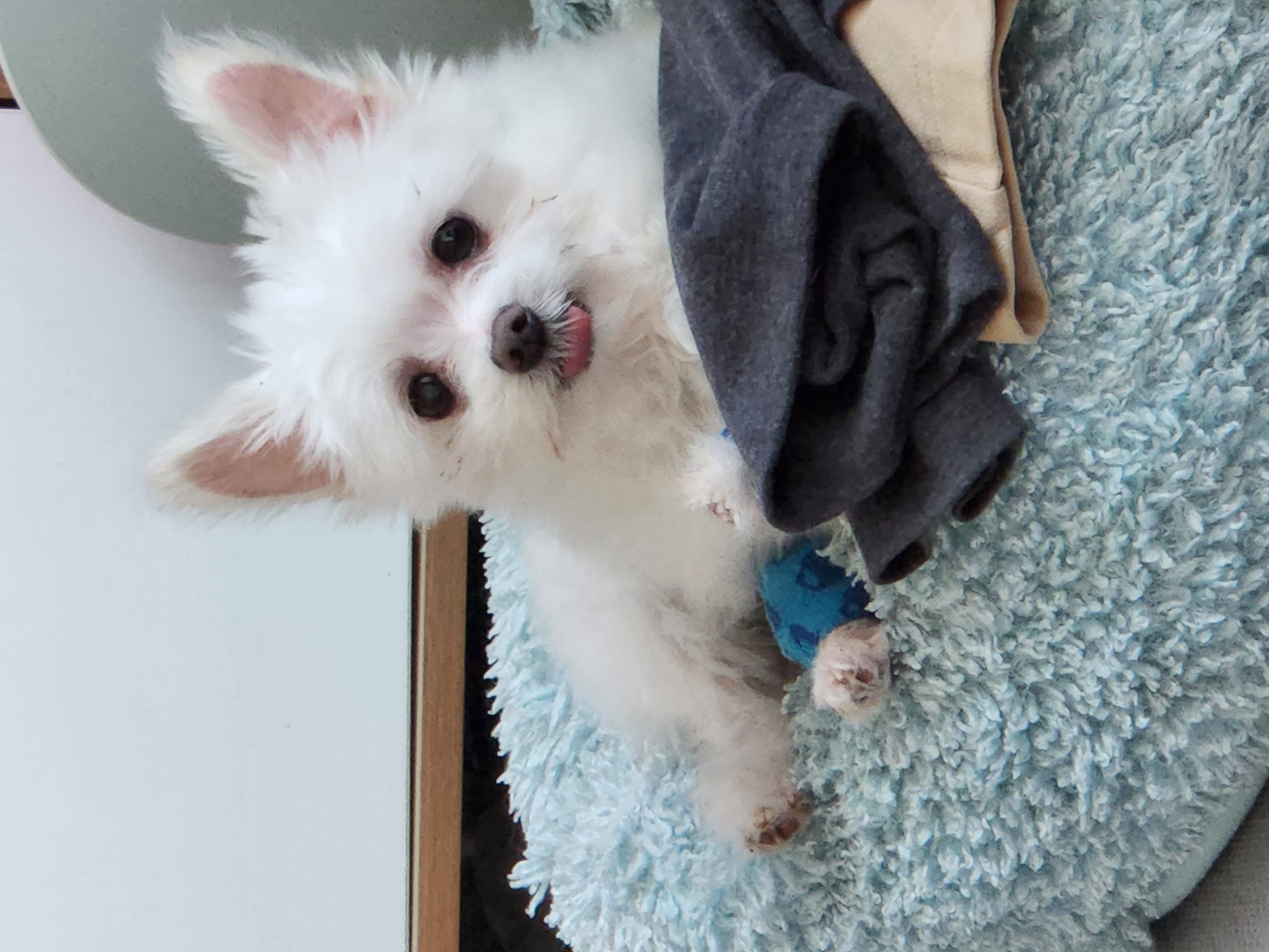 아산구조견 익준이 임보 7일차! (입양해주세오)