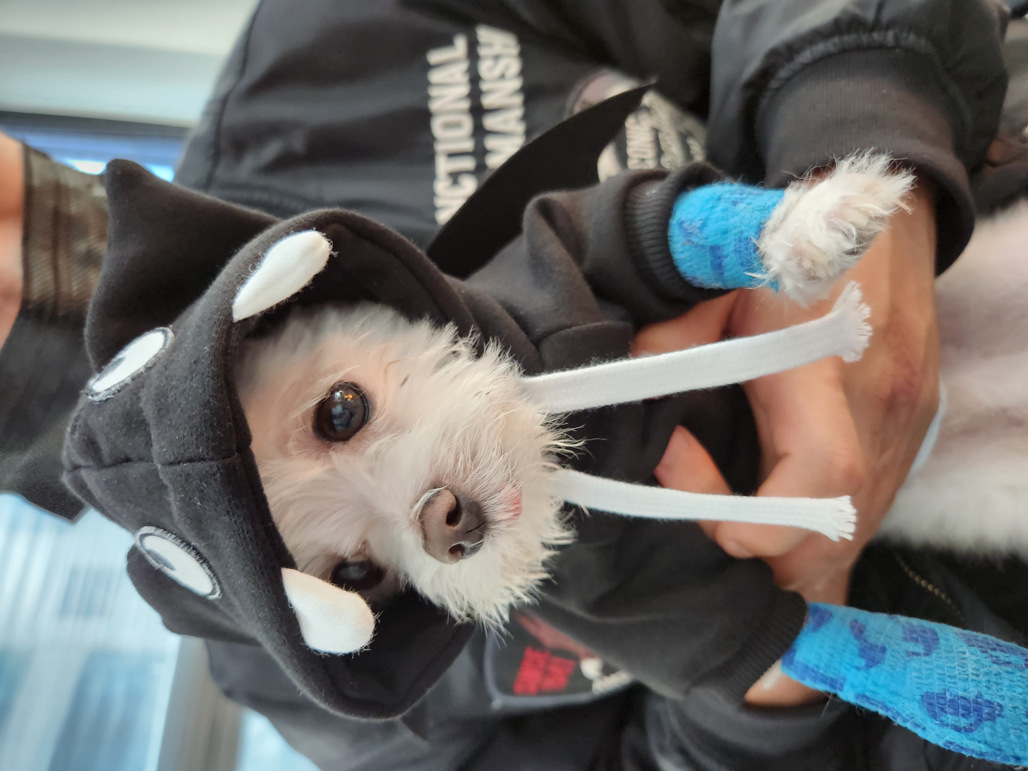 아산구조견 익준이 임보 7일차! (입양해주세오)