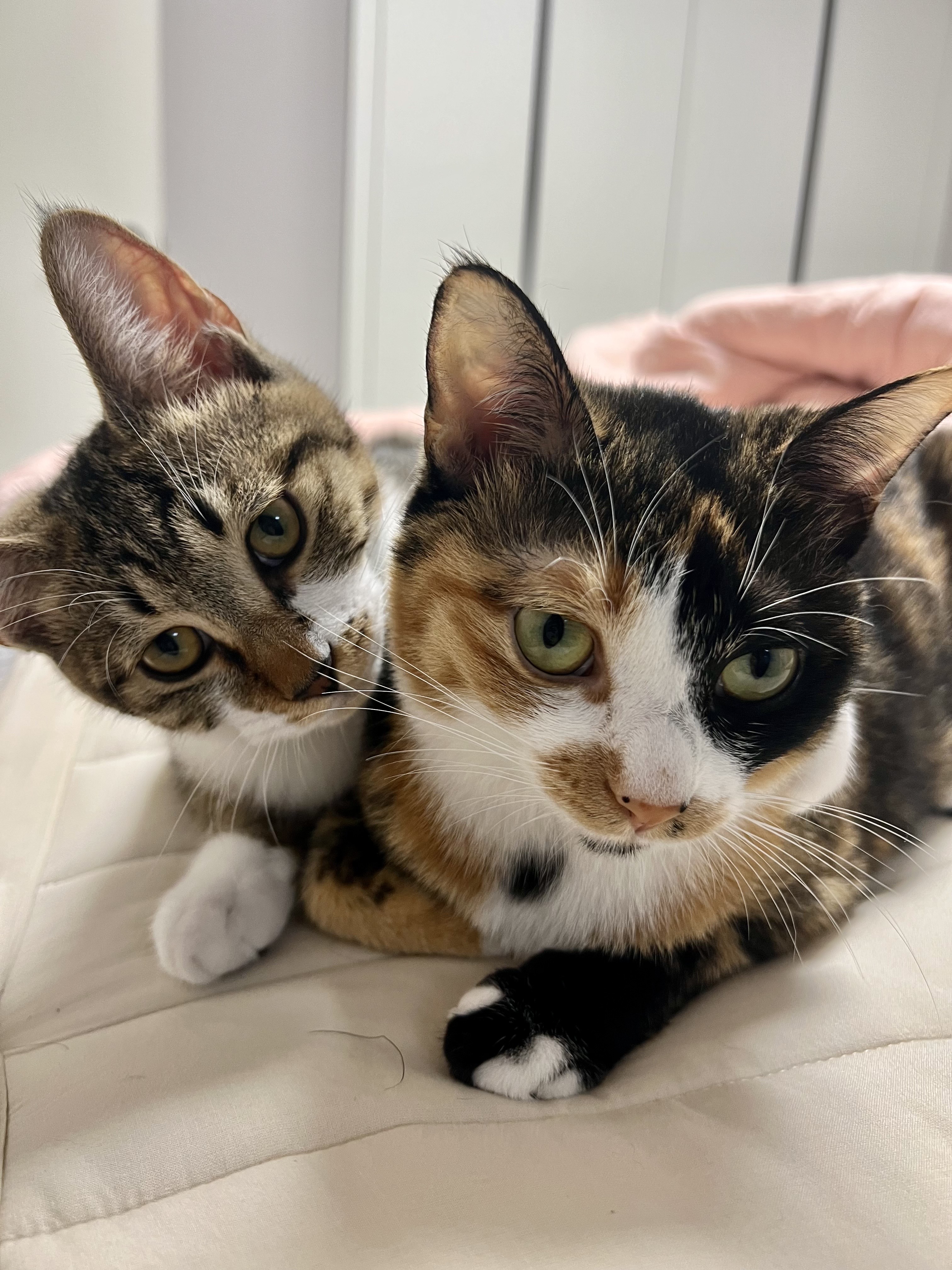 타바사(구:트윙클) 근황입니다♥