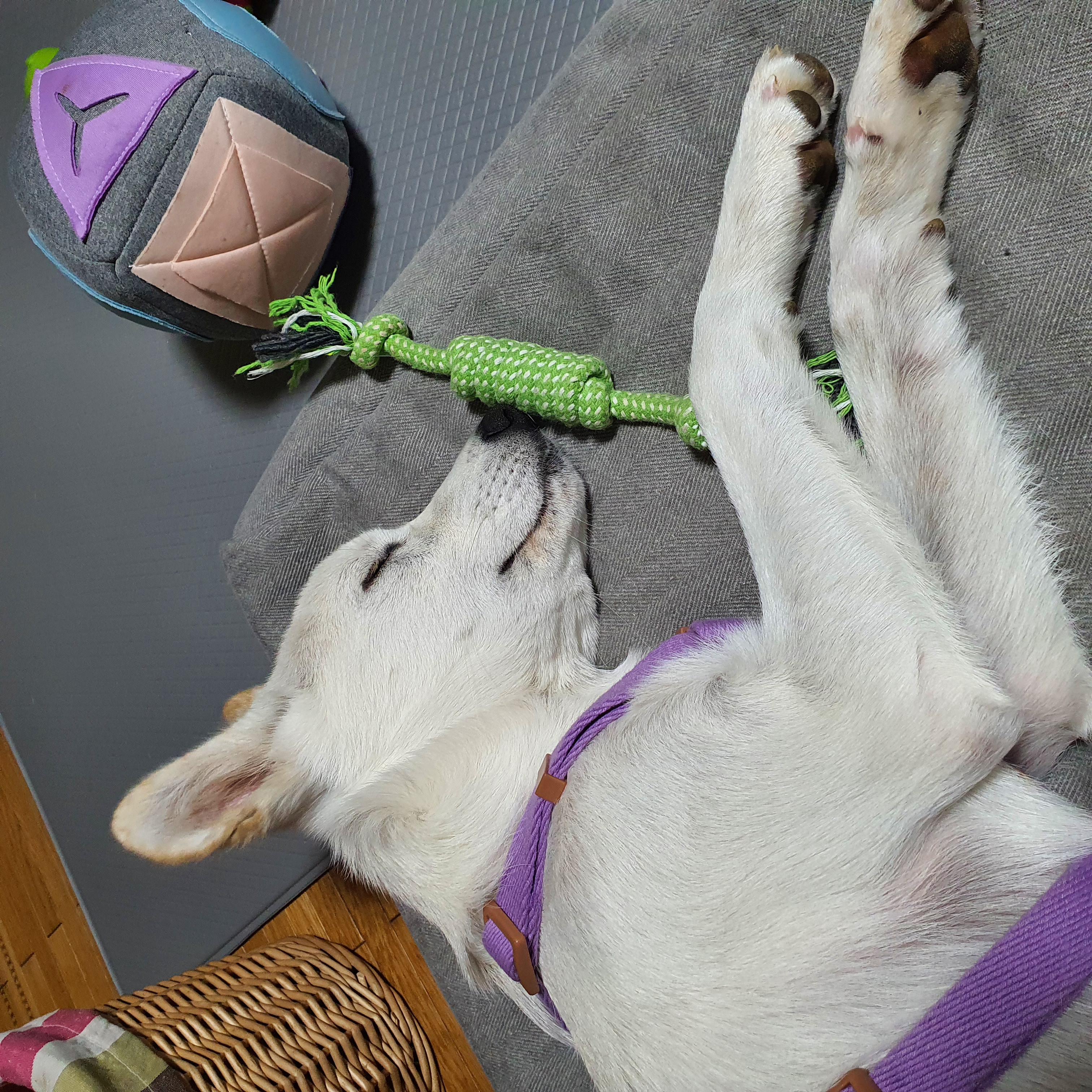 만세 입양 7일차 후기 :)