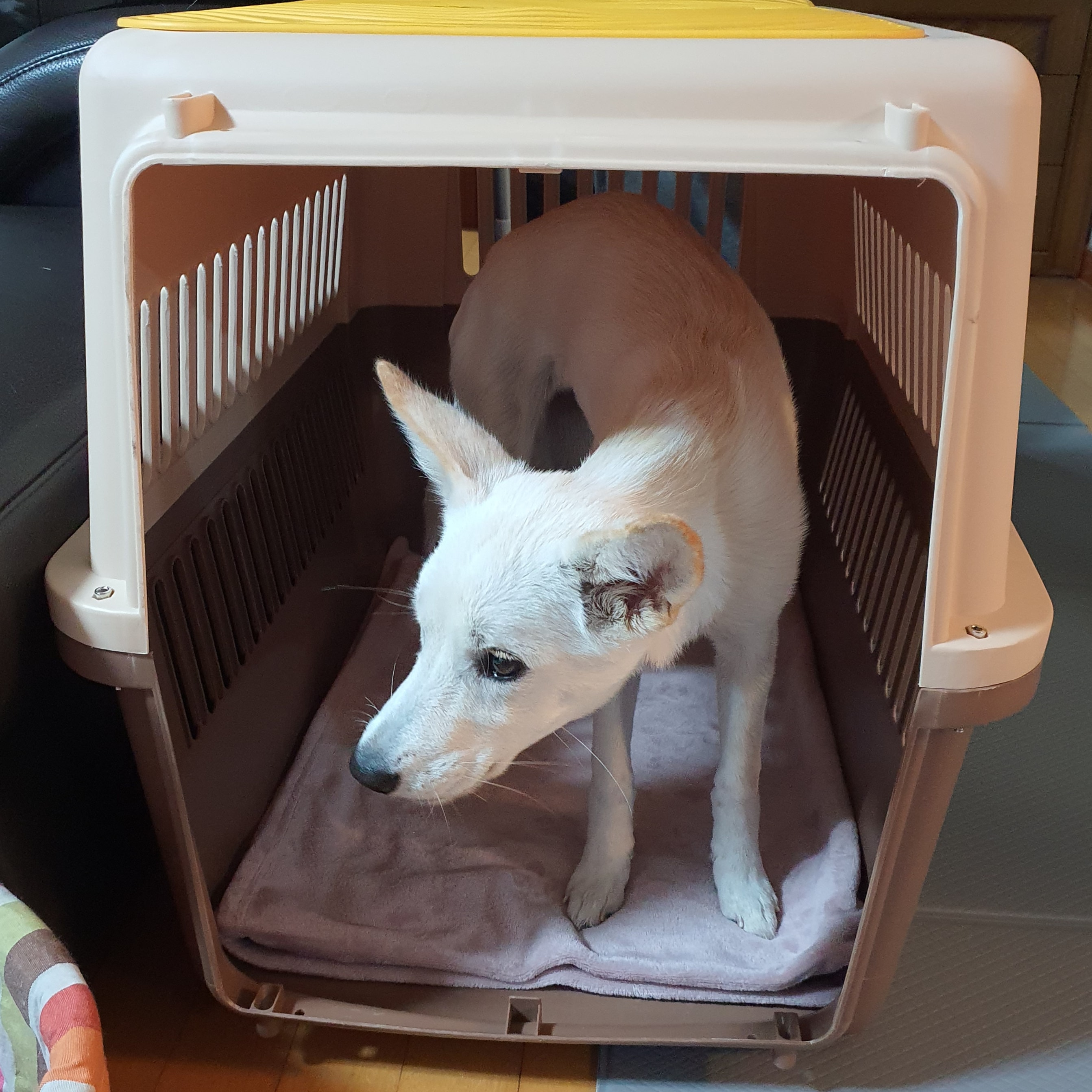 만세 입양 7일차 후기 :)