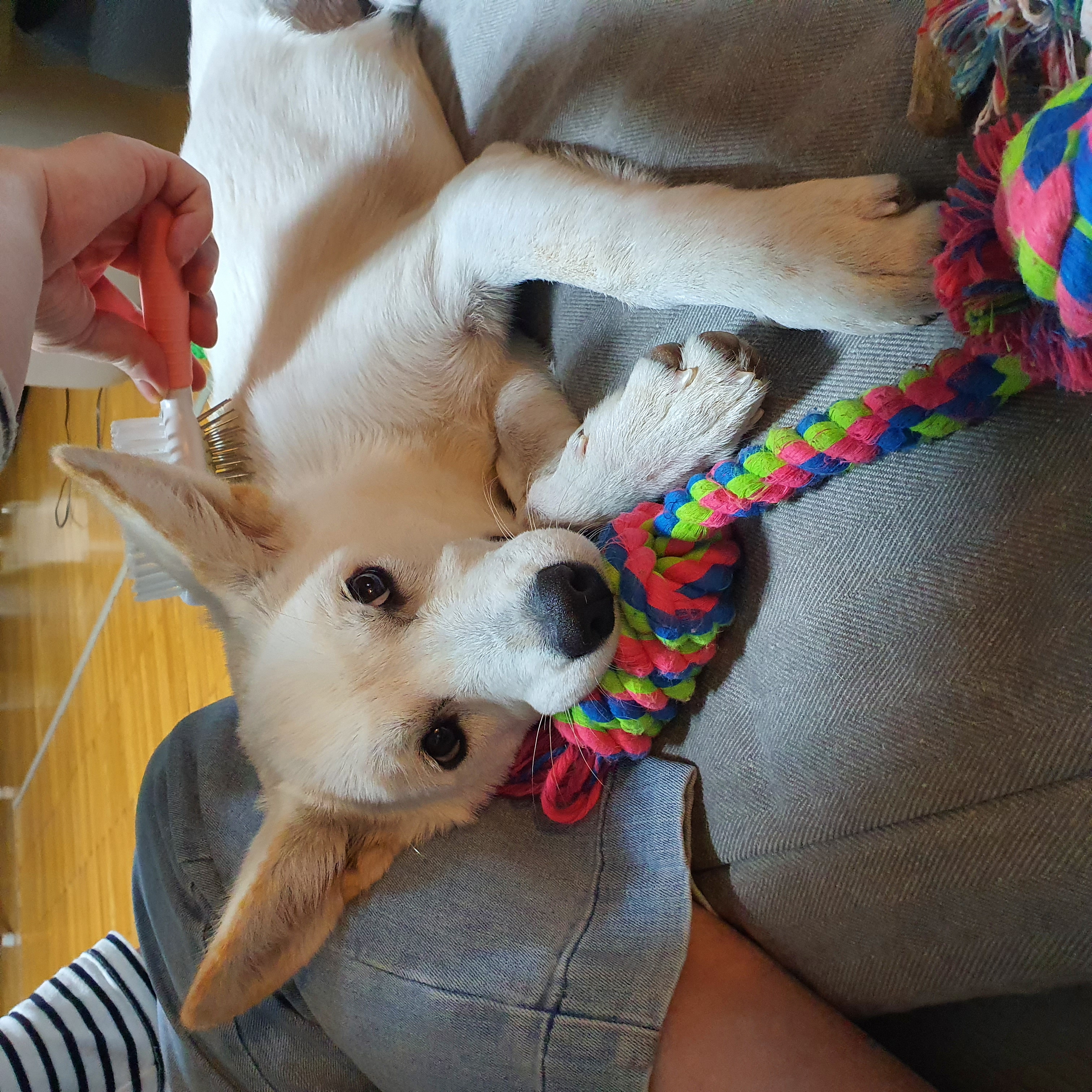 만세 입양 7일차 후기 :)