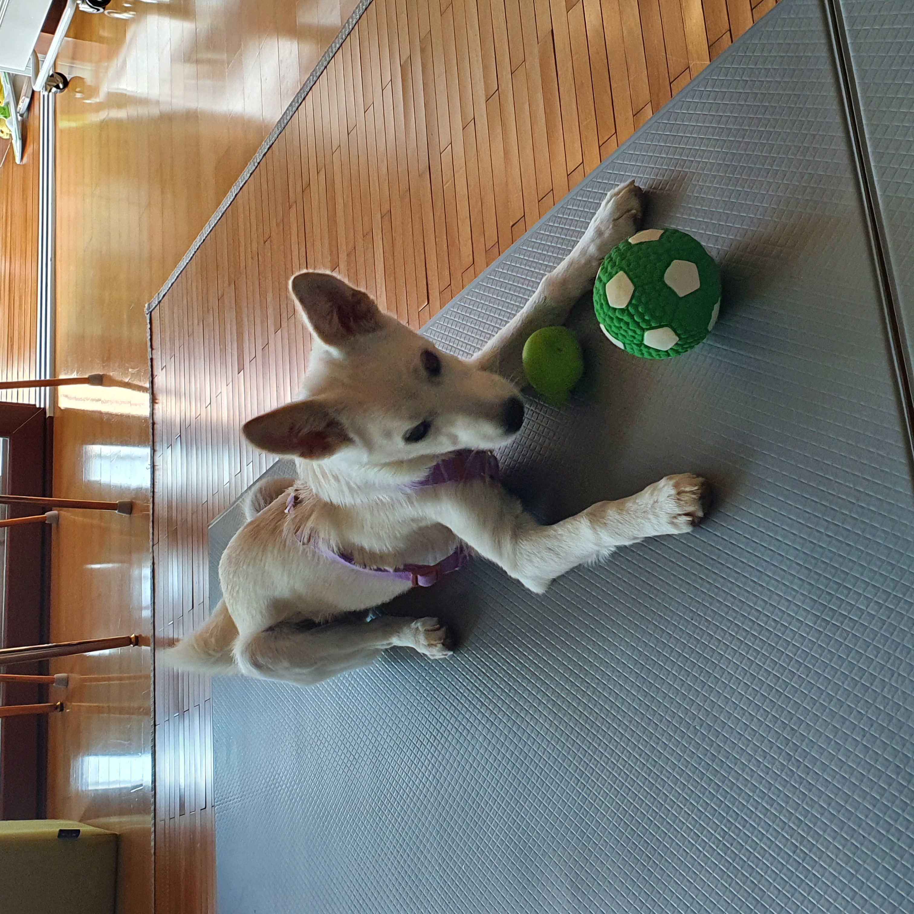 만세 입양 7일차 후기 :)