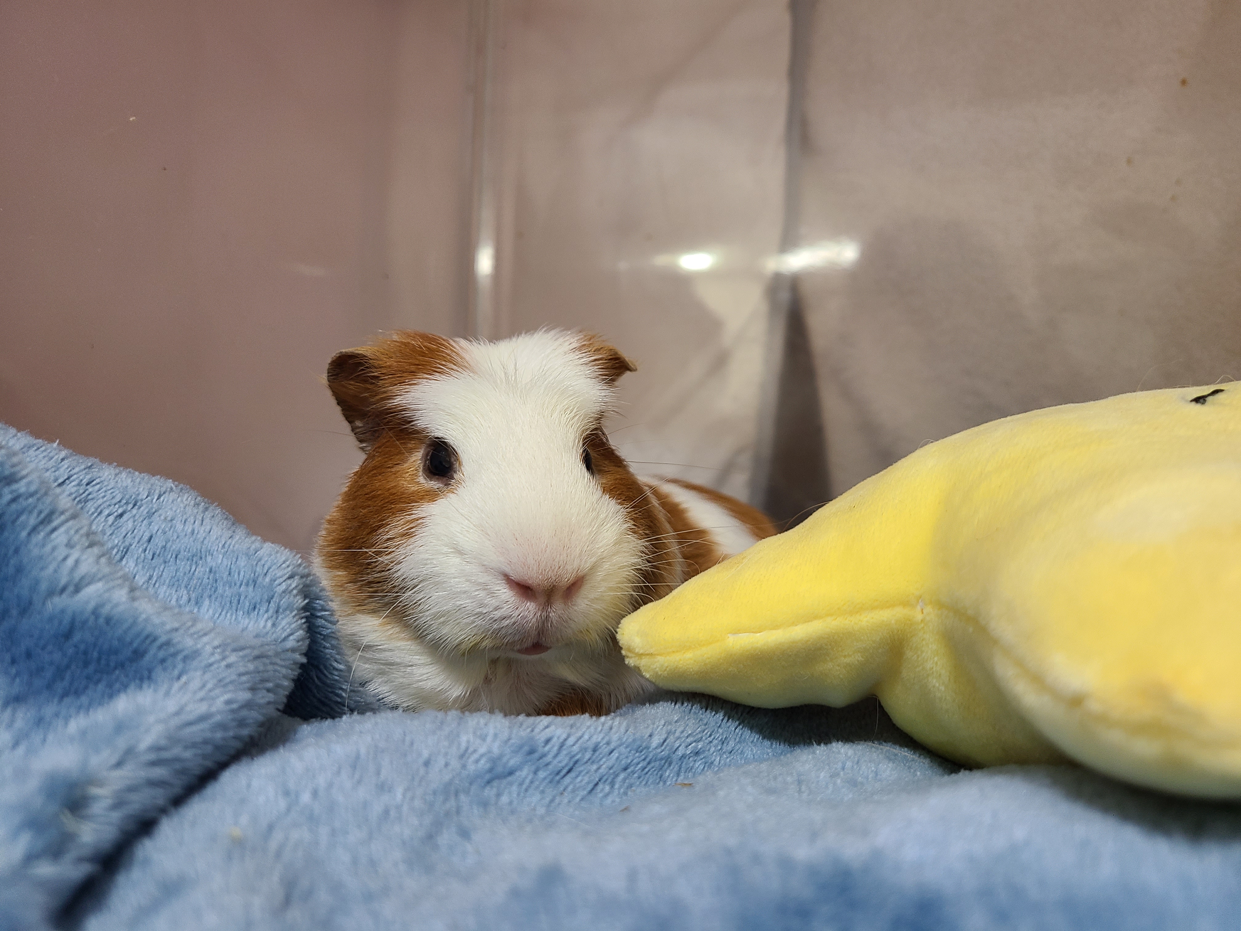 기니피그 마론(구. 귀염)&크림(구. 기니) 1,000일 !