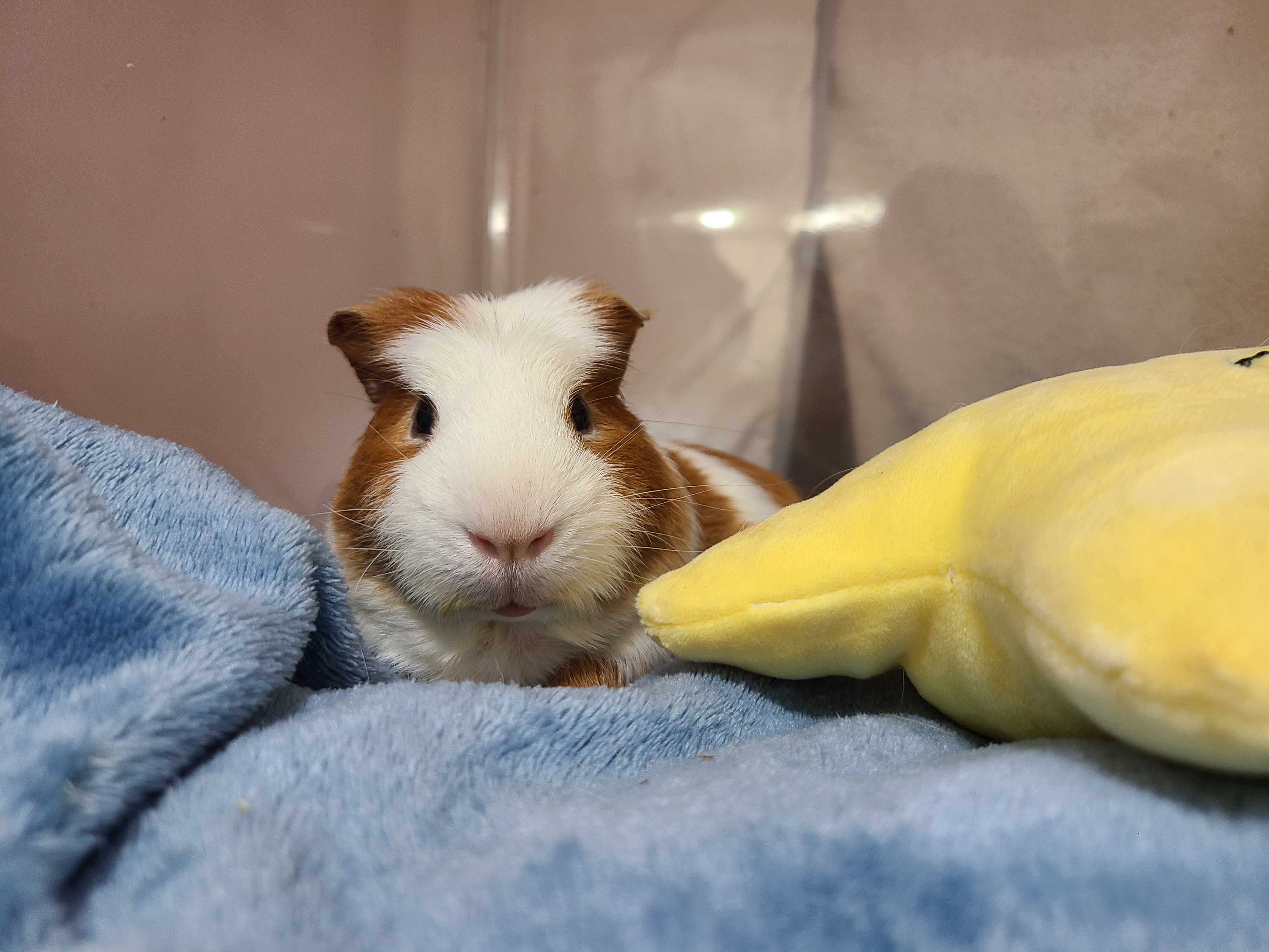 기니피그 마론(구. 귀염)&크림(구. 기니) 1,000일 !